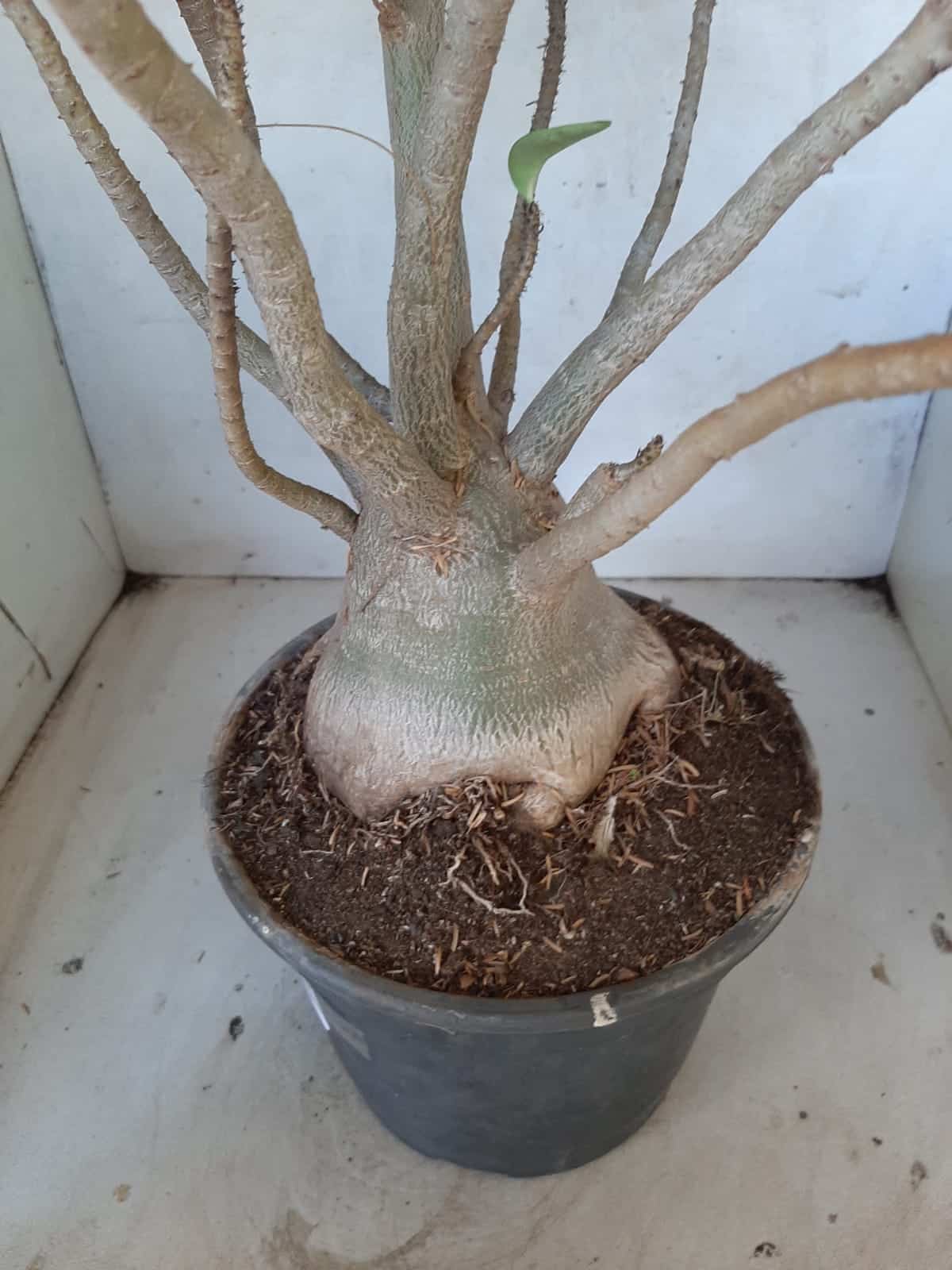 Planta ARABICUM 142 – 40cm – 04 anos