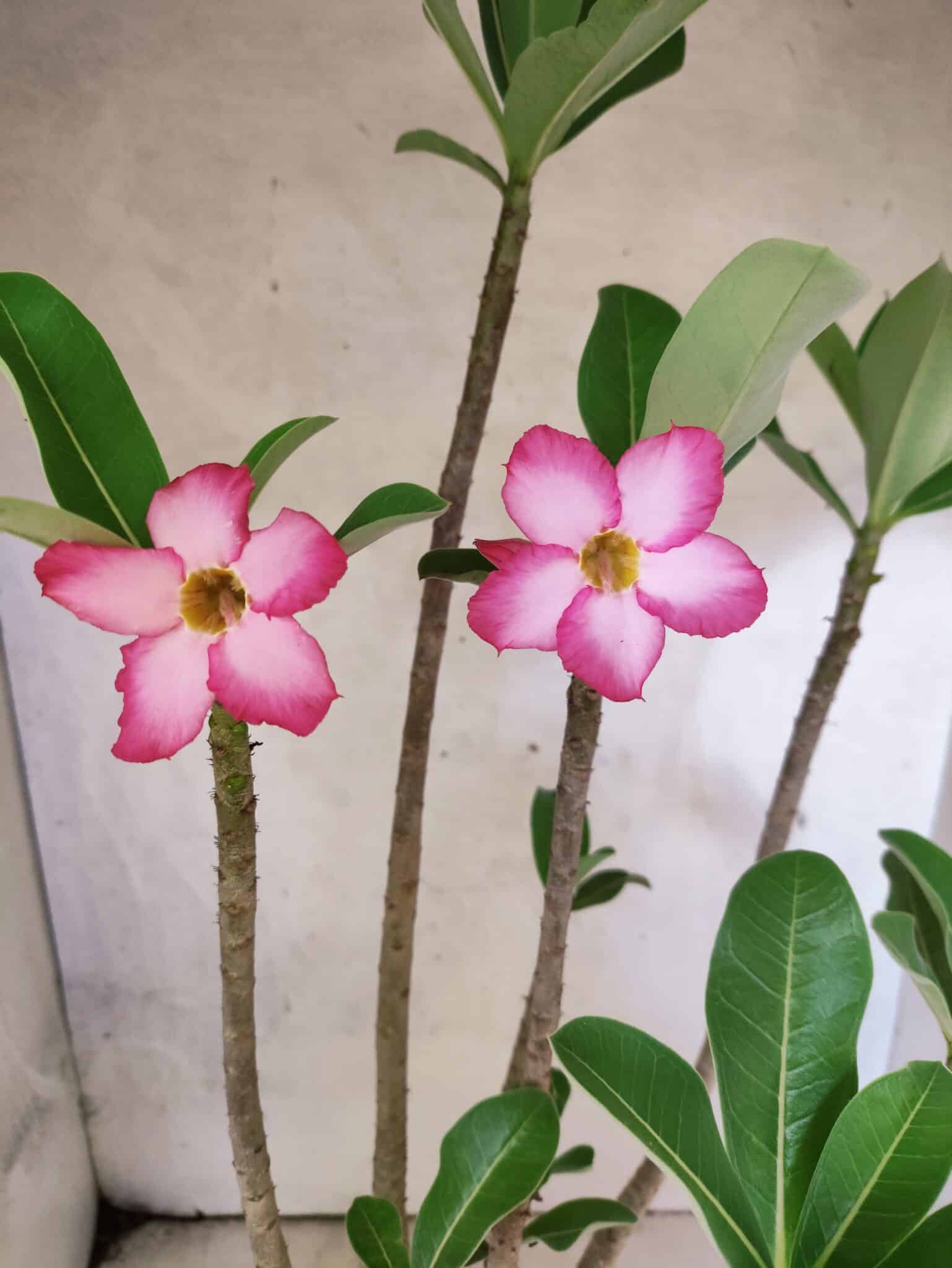 Planta ARABICUM 145 – 50cm – 04 anos - foto 3