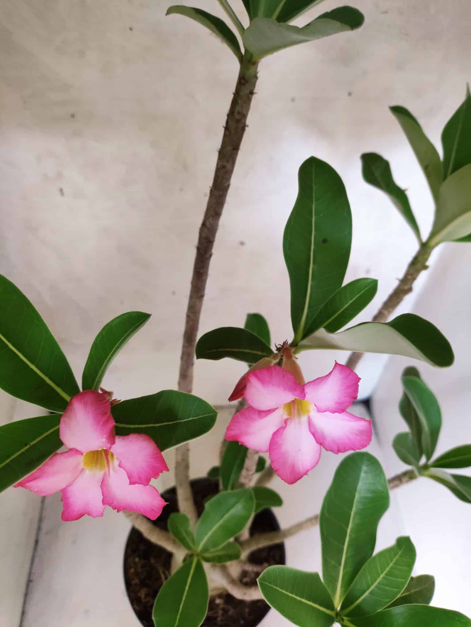 Planta ARABICUM 145 – 50cm – 04 anos - foto 4