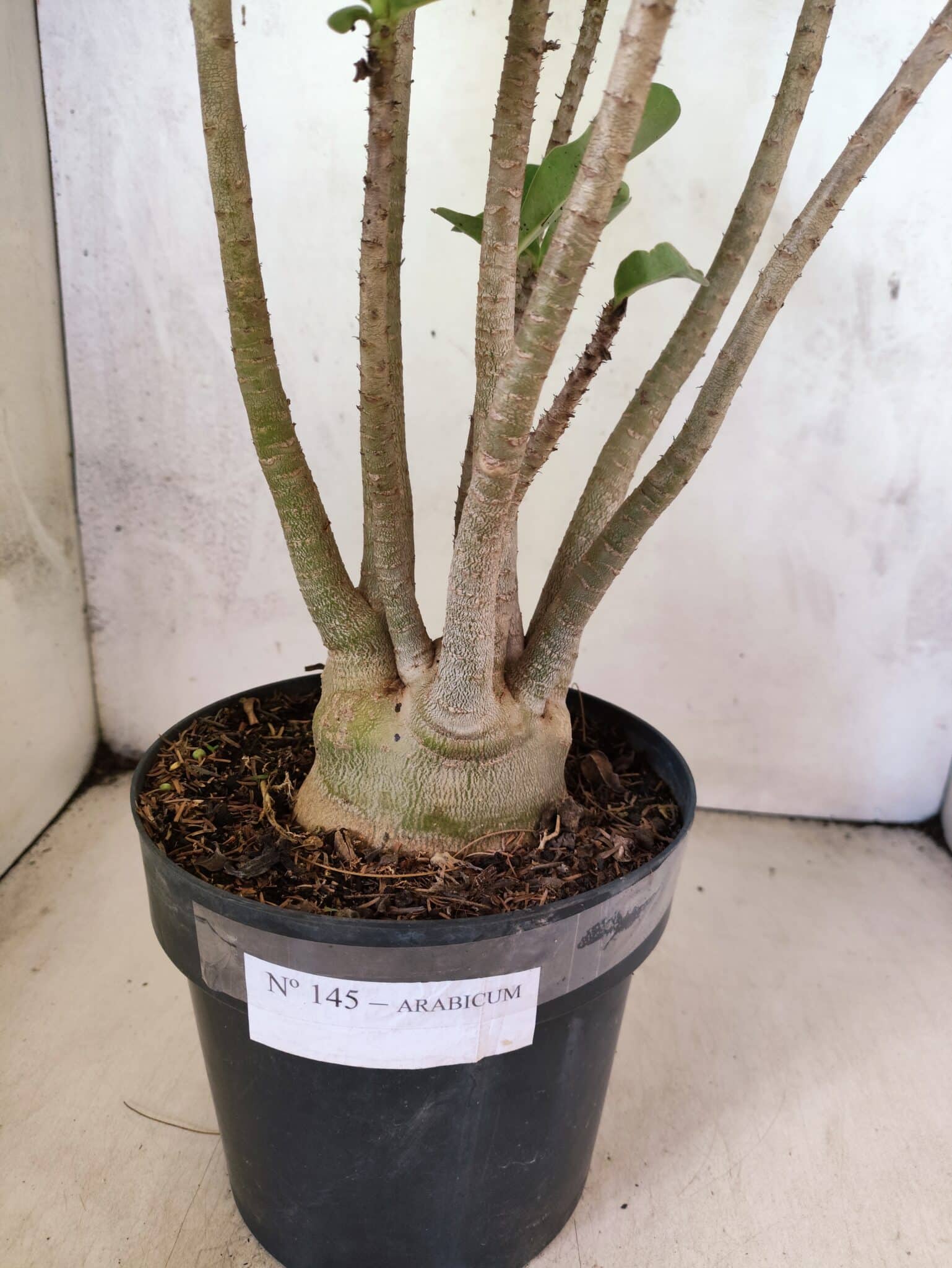 Planta ARABICUM 145 – 50cm – 04 anos - foto 9