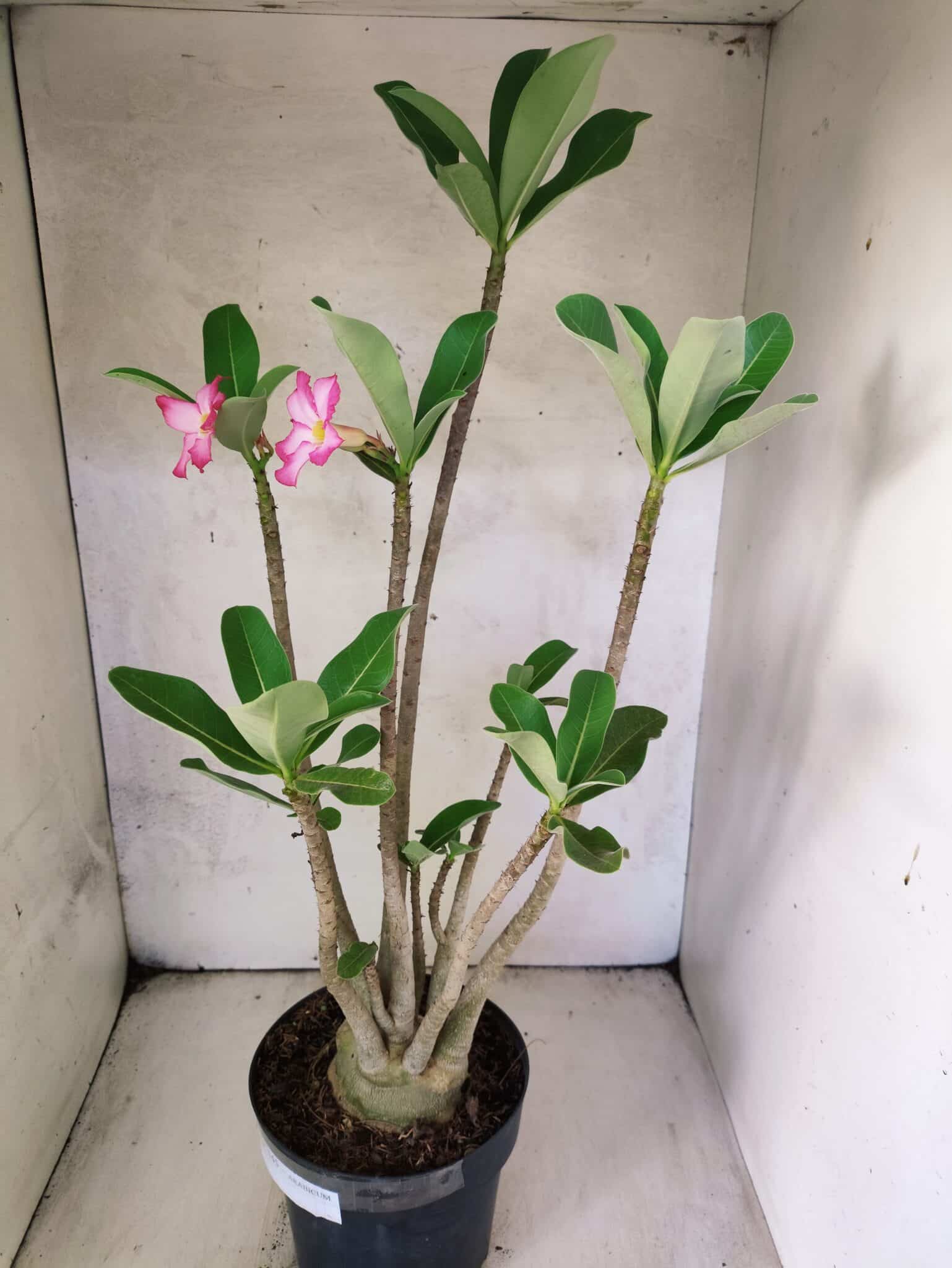 Planta ARABICUM 145 – 50cm – 04 anos - foto 8