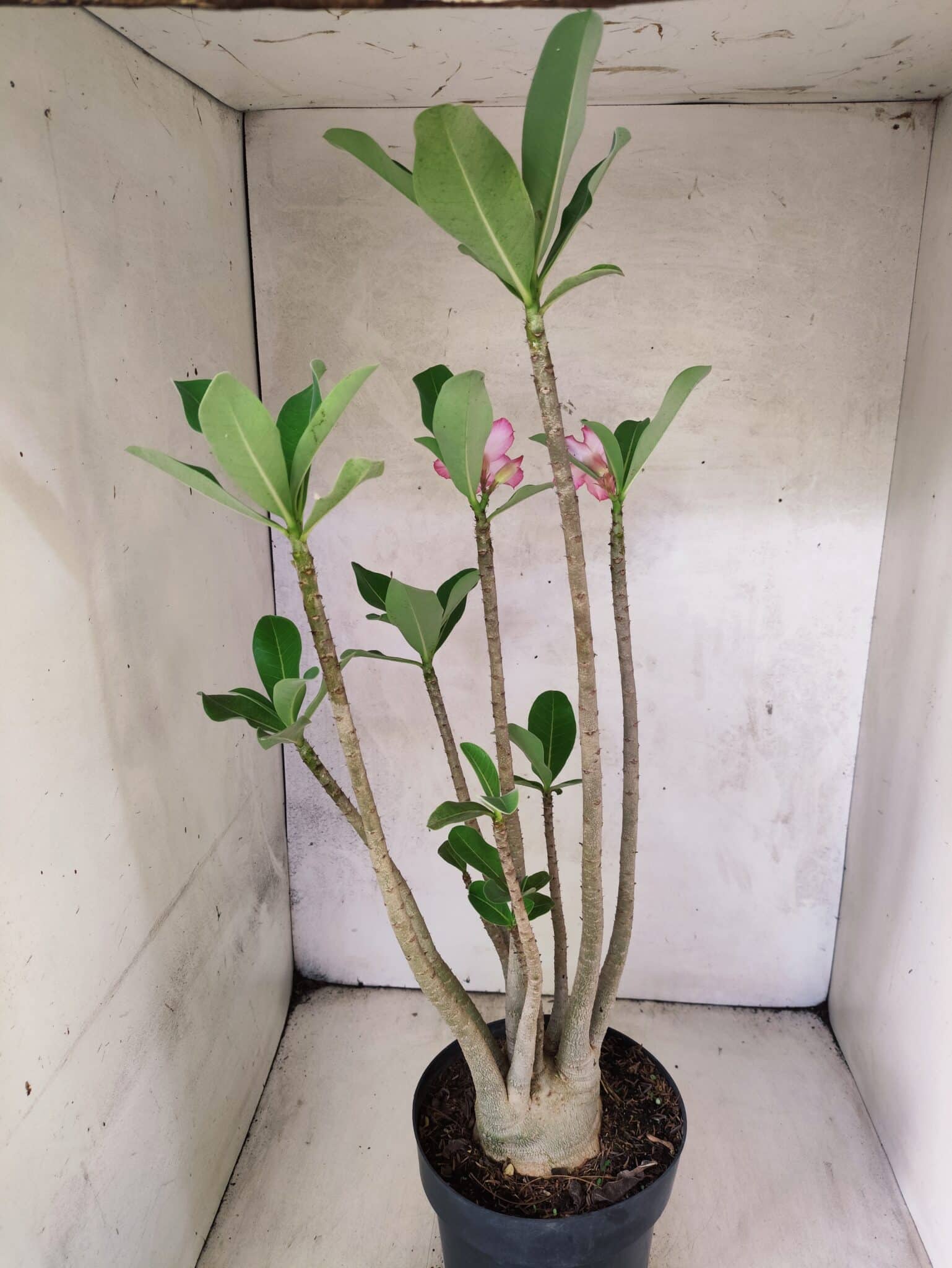 Planta ARABICUM 145 – 50cm – 04 anos - foto 7