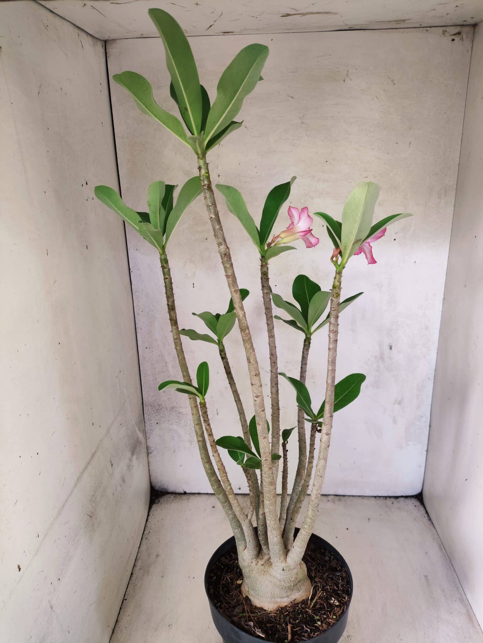 Planta ARABICUM 145 – 50cm – 04 anos - foto 6