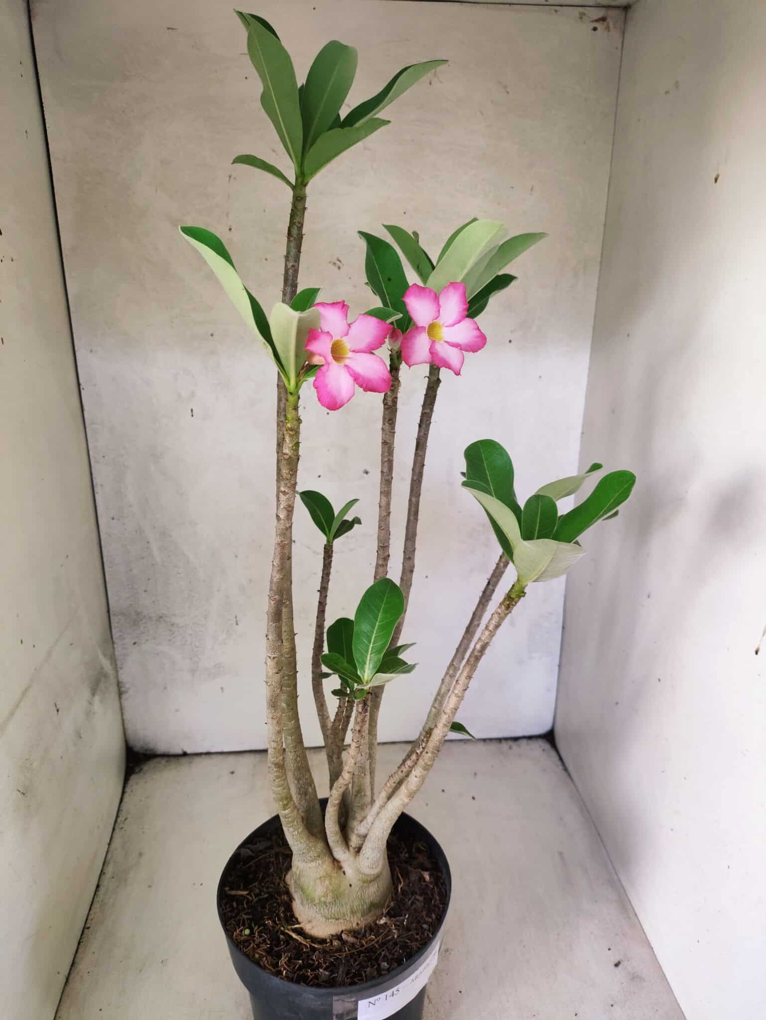Planta ARABICUM 145 – 50cm – 04 anos - foto 5