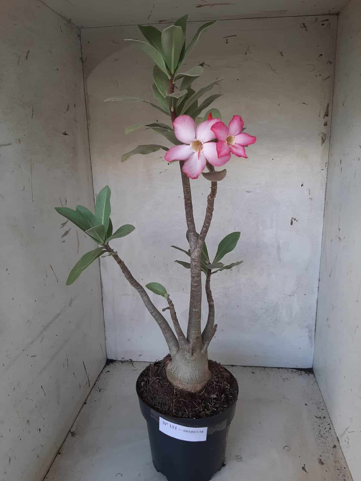 Planta ARABICUM 151 – 45cm - 05 anos