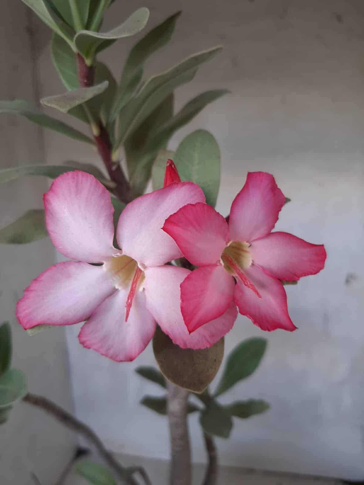 Planta ARABICUM 151 – 45cm - 05 anos