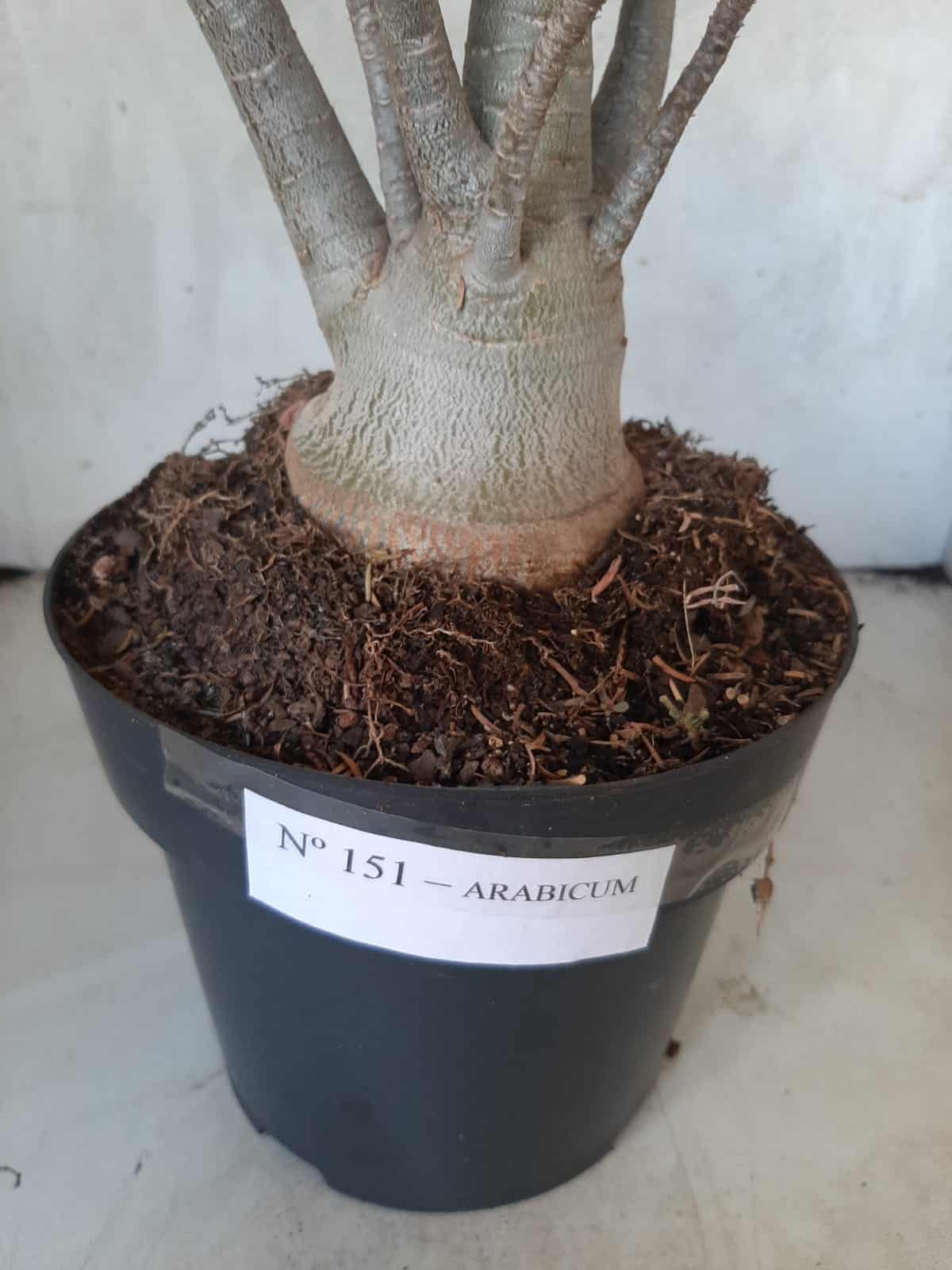Planta ARABICUM 151 – 45cm - 05 anos