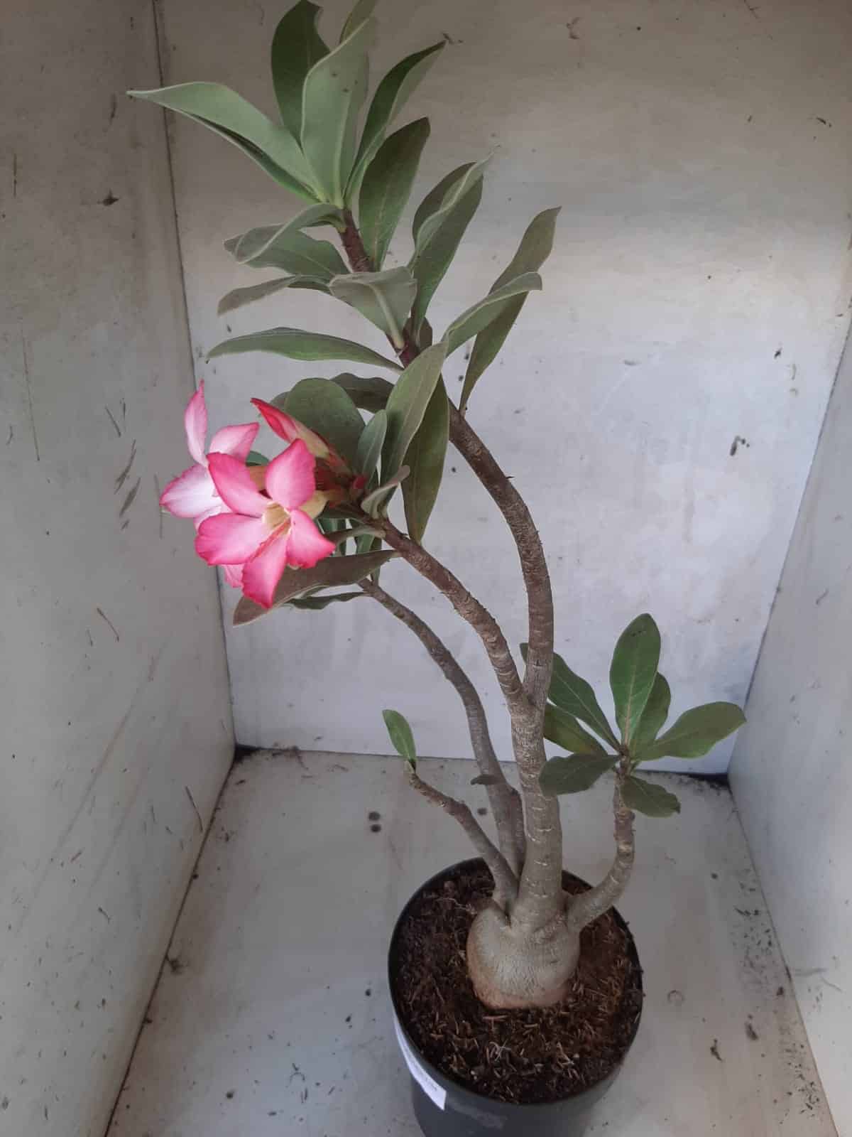 Planta ARABICUM 151 – 45cm - 05 anos