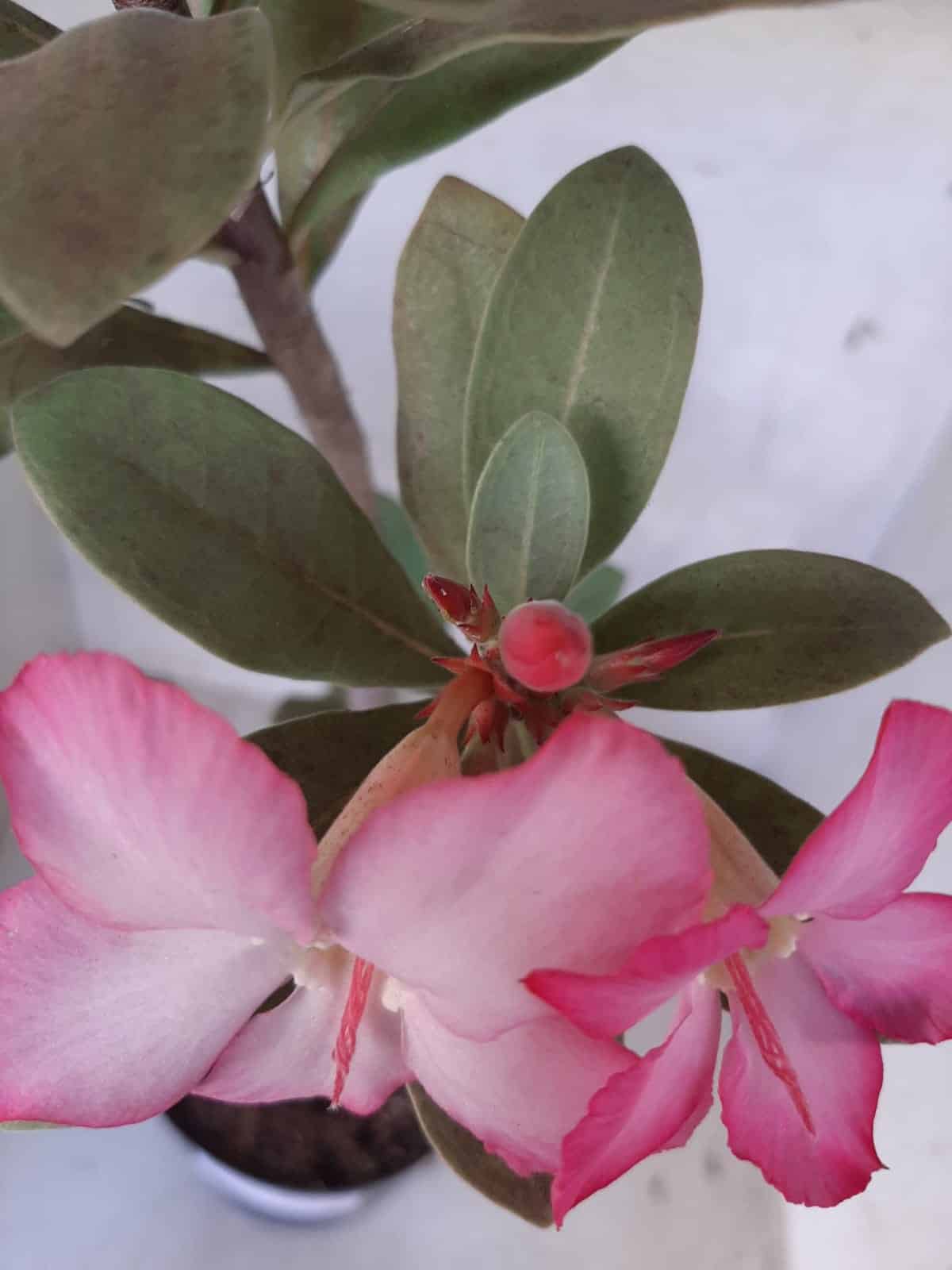 Planta ARABICUM 151 – 45cm - 05 anos