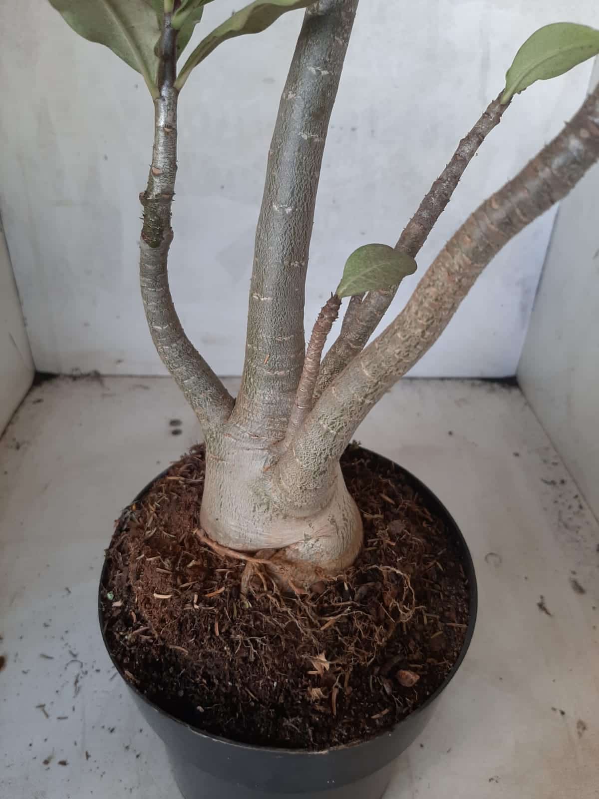 Planta ARABICUM 151 – 45cm - 05 anos
