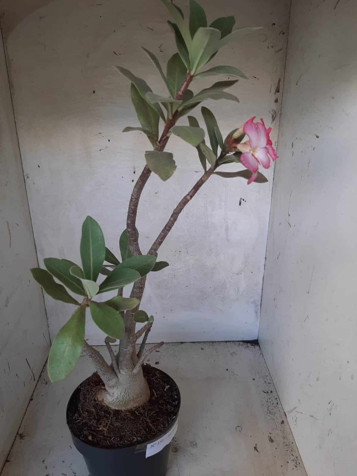 Planta ARABICUM 151 – 45cm - 05 anos
