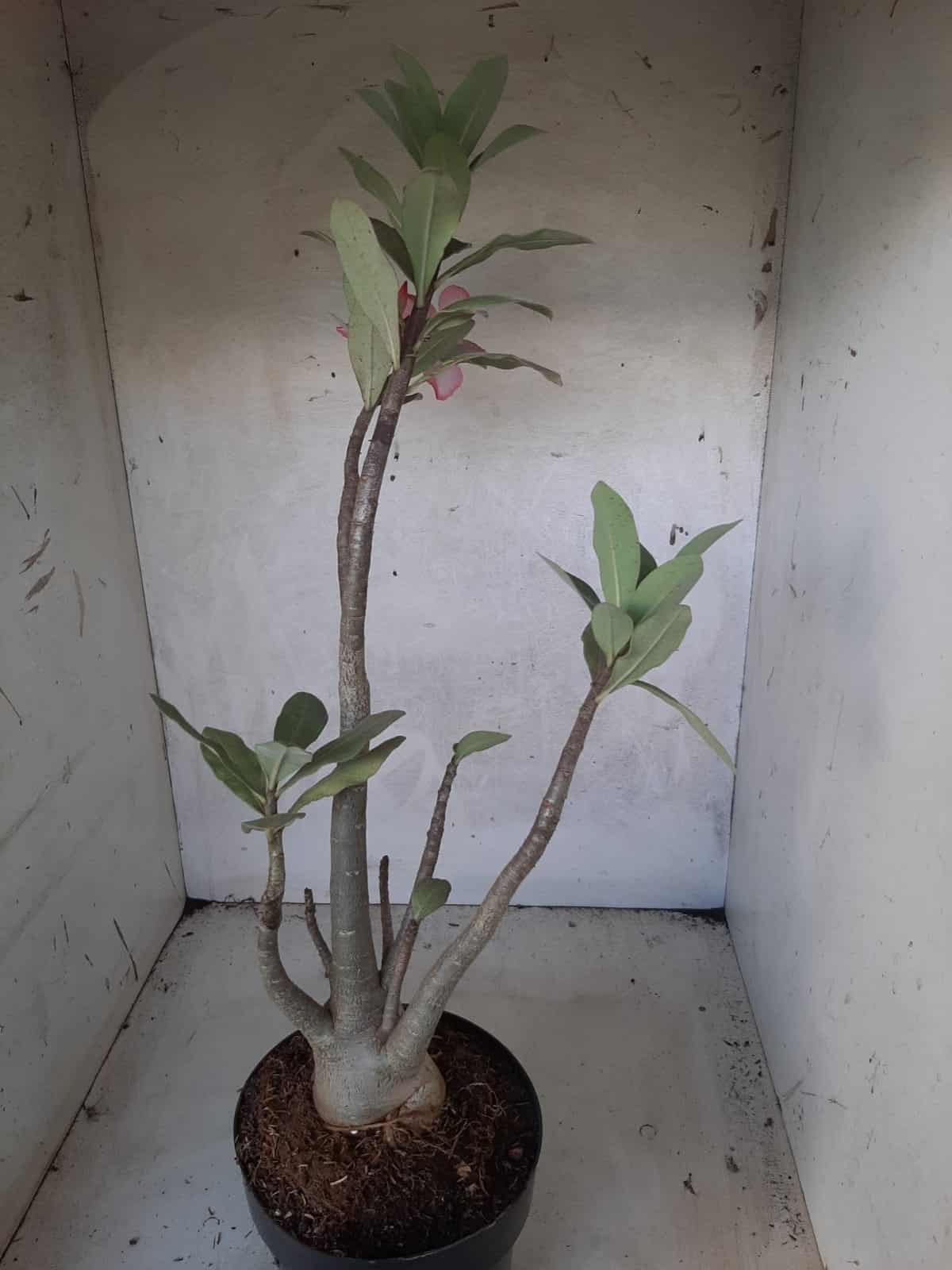 Planta ARABICUM 151 – 45cm - 05 anos