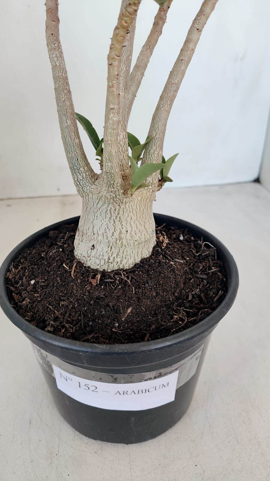 Planta ARABICUM 152 – 30cm – 02 anos