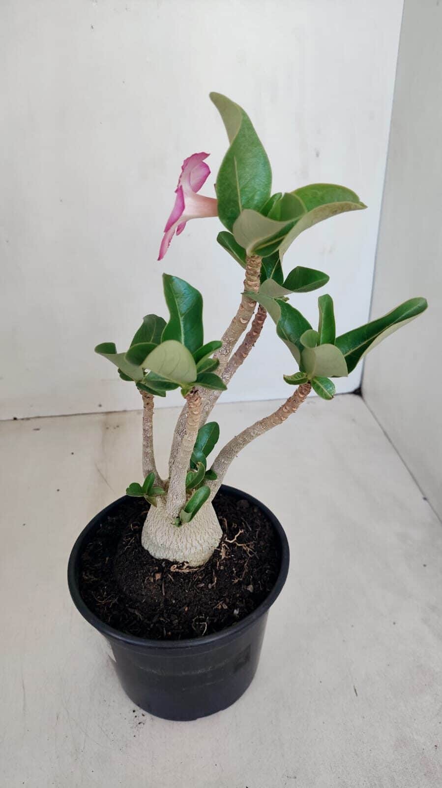 Planta ARABICUM 152 – 30cm – 02 anos