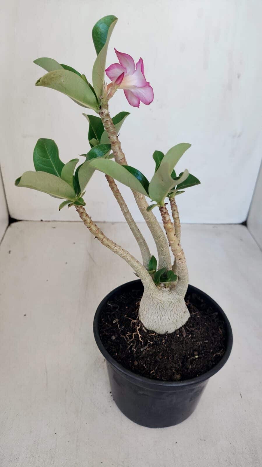 Planta ARABICUM 152 – 30cm – 02 anos