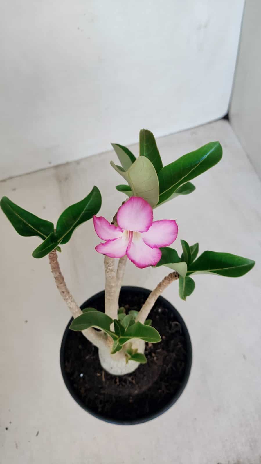 Planta ARABICUM 152 – 30cm – 02 anos