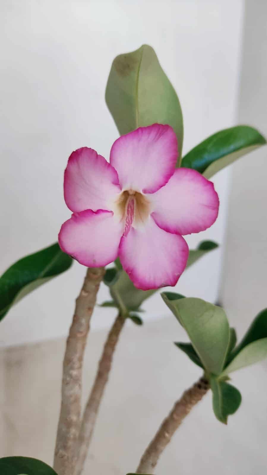 Planta ARABICUM 152 – 30cm – 02 anos