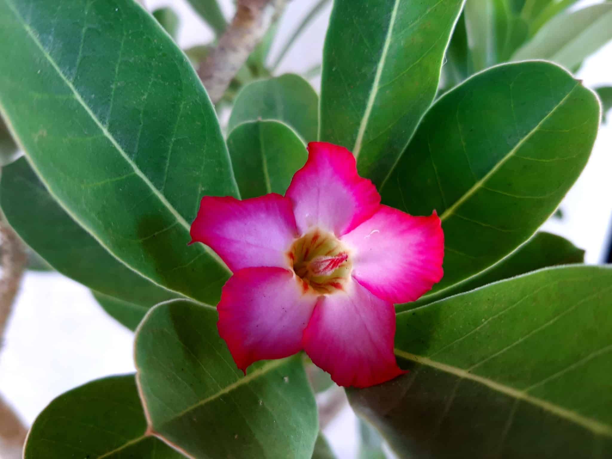 Sementes de Arabicum - foto 4