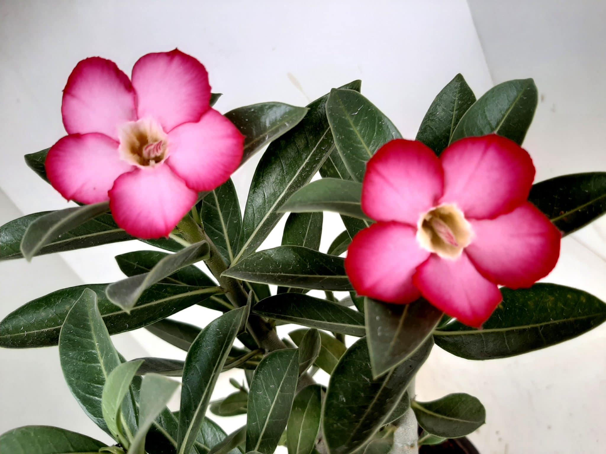 Sementes de Arabicum - foto 5