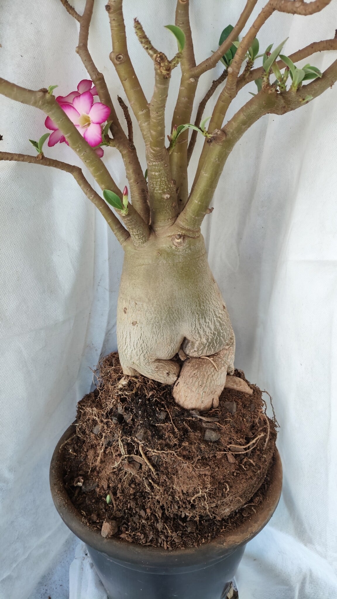 Planta ARABICUM 170 – 70cm – 06 anos