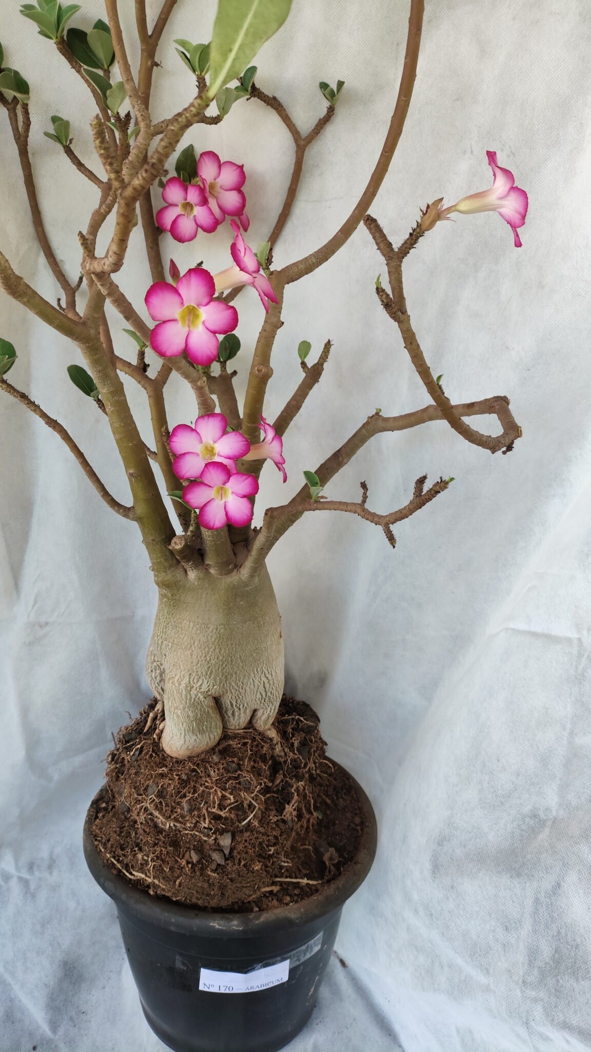 Planta ARABICUM 170 – 70cm – 06 anos