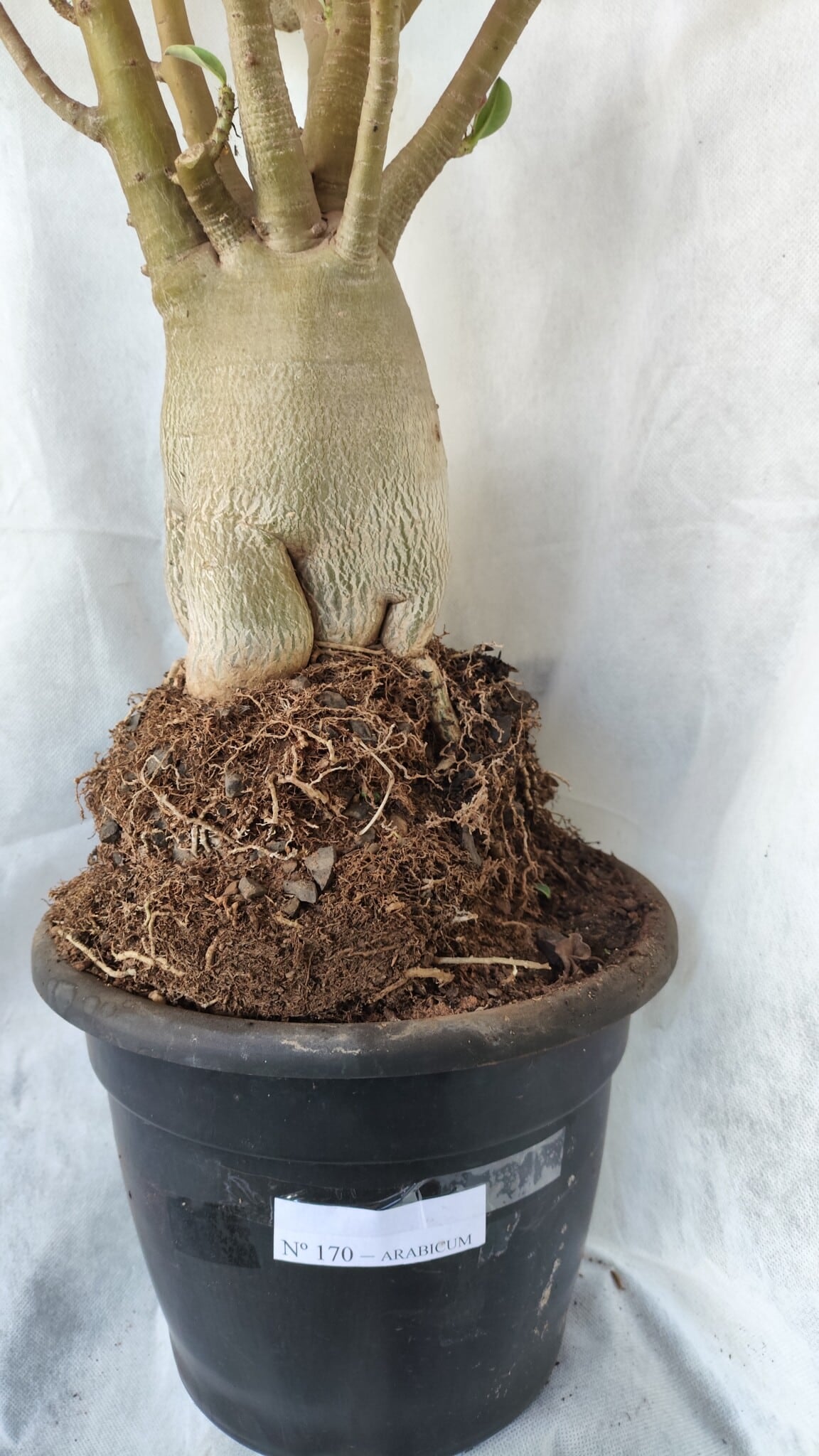 Planta ARABICUM 170 – 70cm – 06 anos