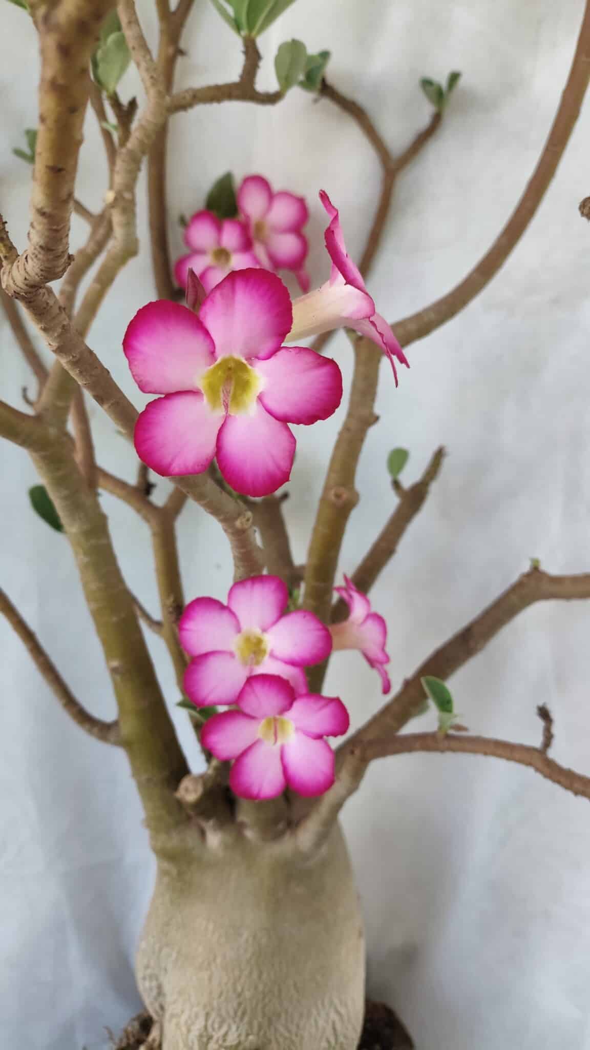Planta ARABICUM 170 – 70cm – 06 anos