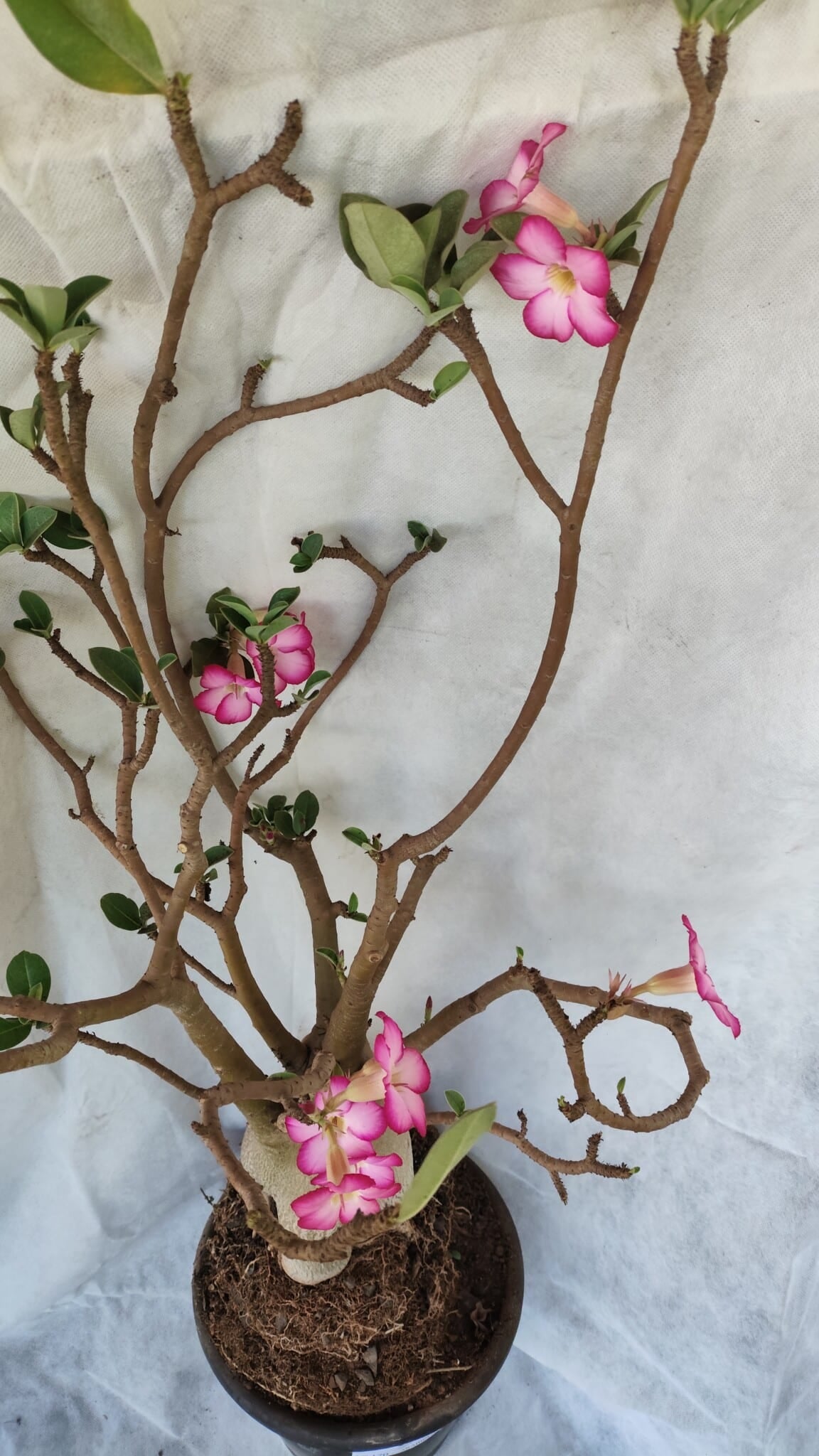 Planta ARABICUM 170 – 70cm – 06 anos