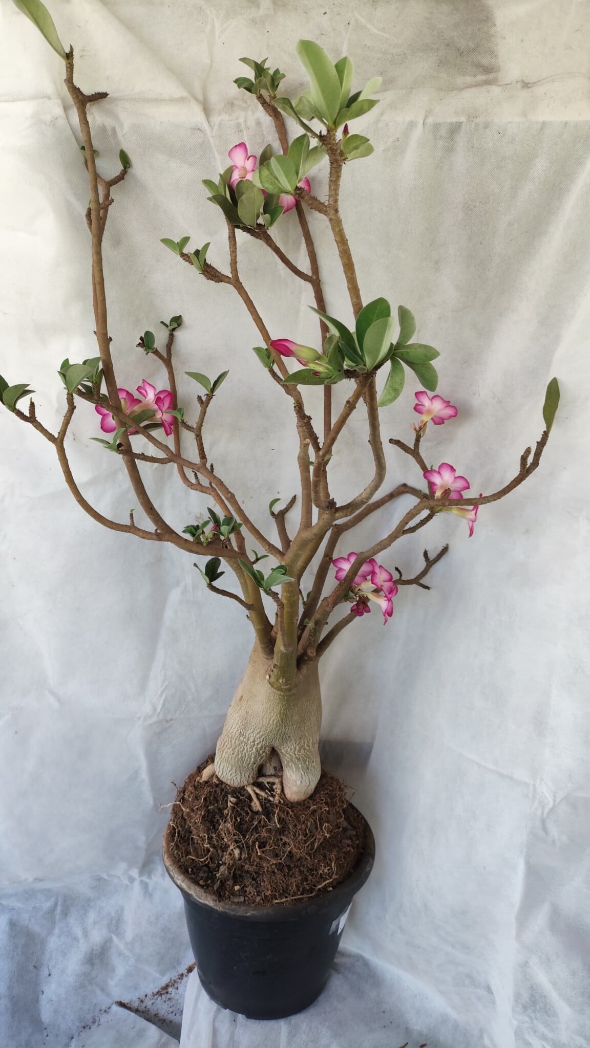 Planta ARABICUM 170 – 70cm – 06 anos