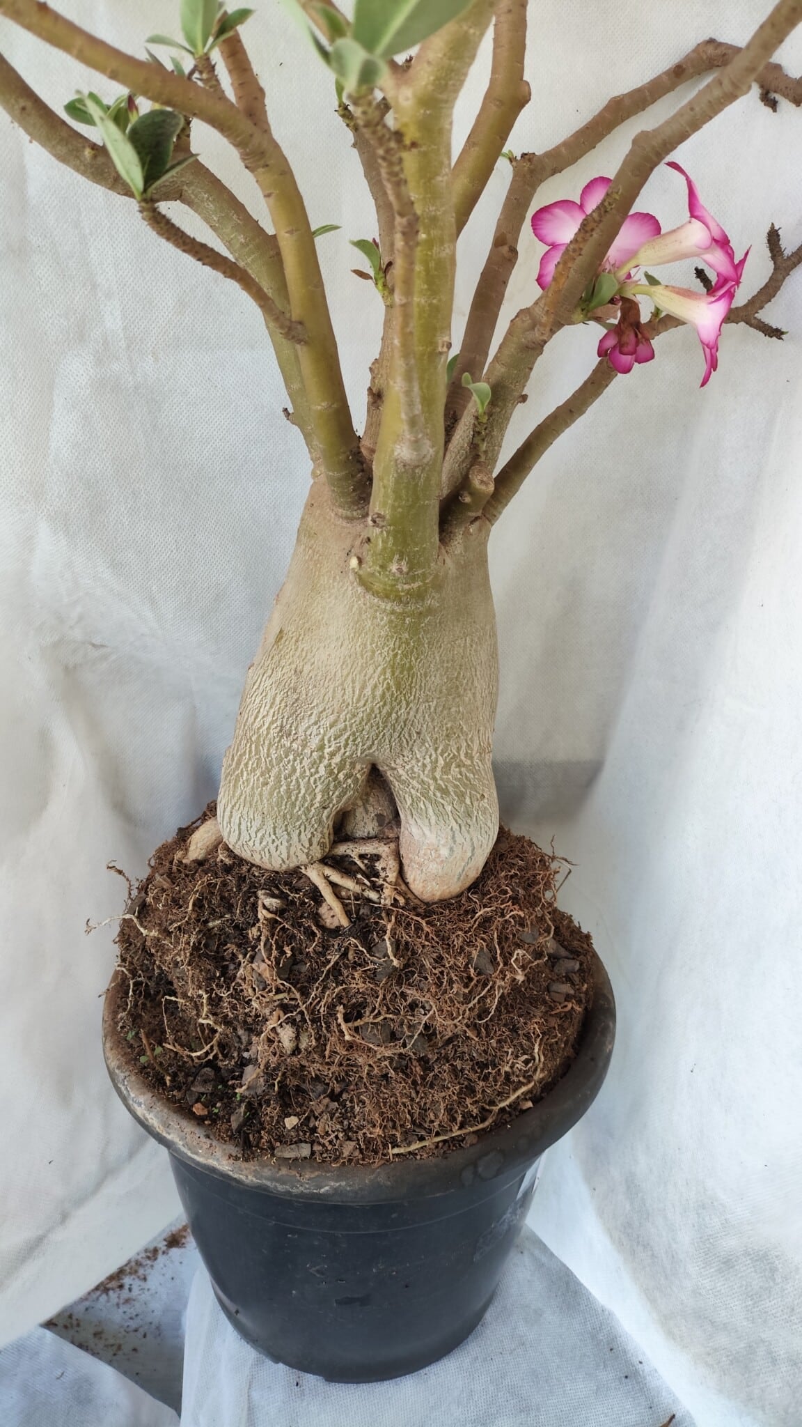 Planta ARABICUM 170 – 70cm – 06 anos