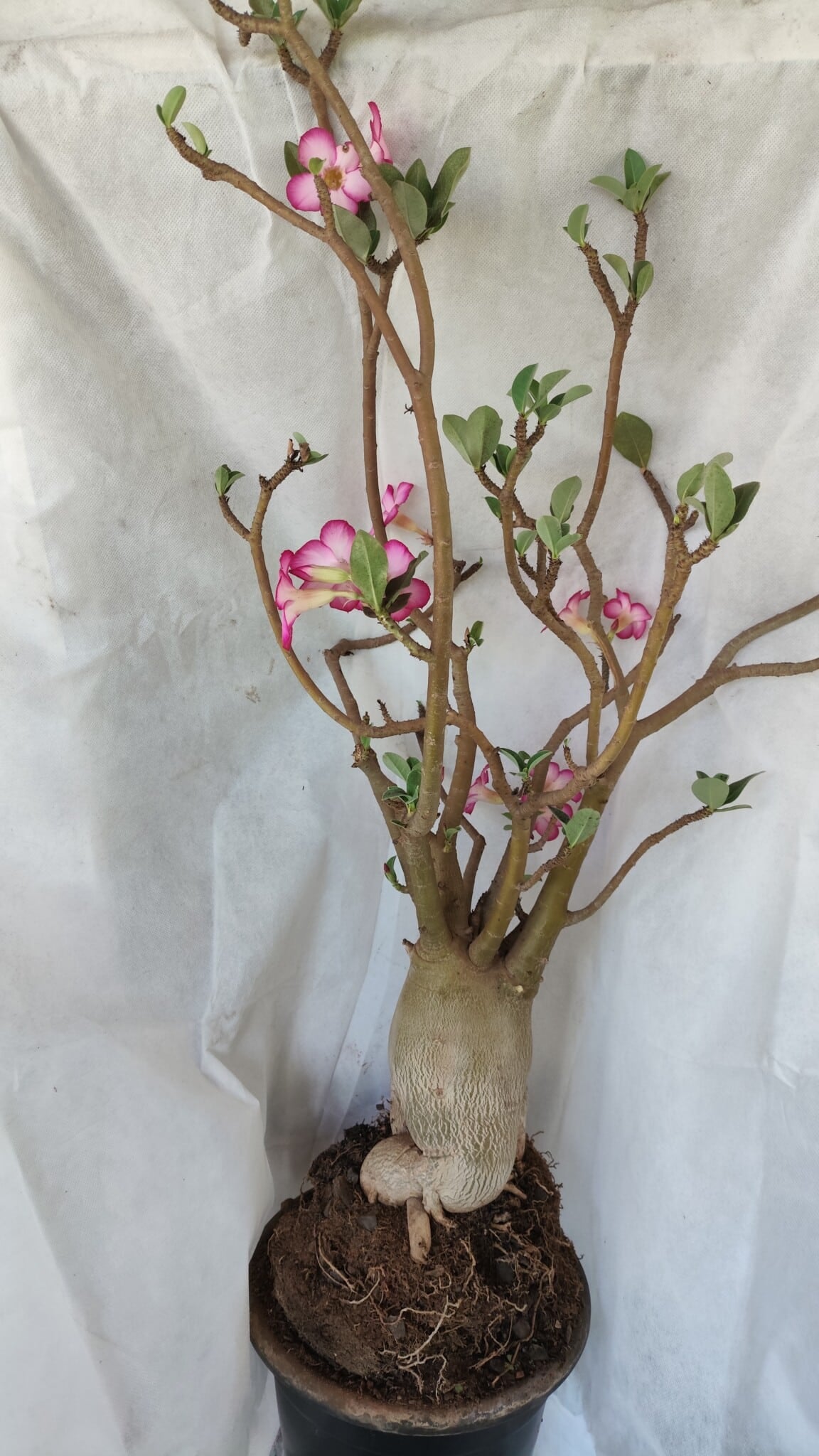Planta ARABICUM 170 – 70cm – 06 anos