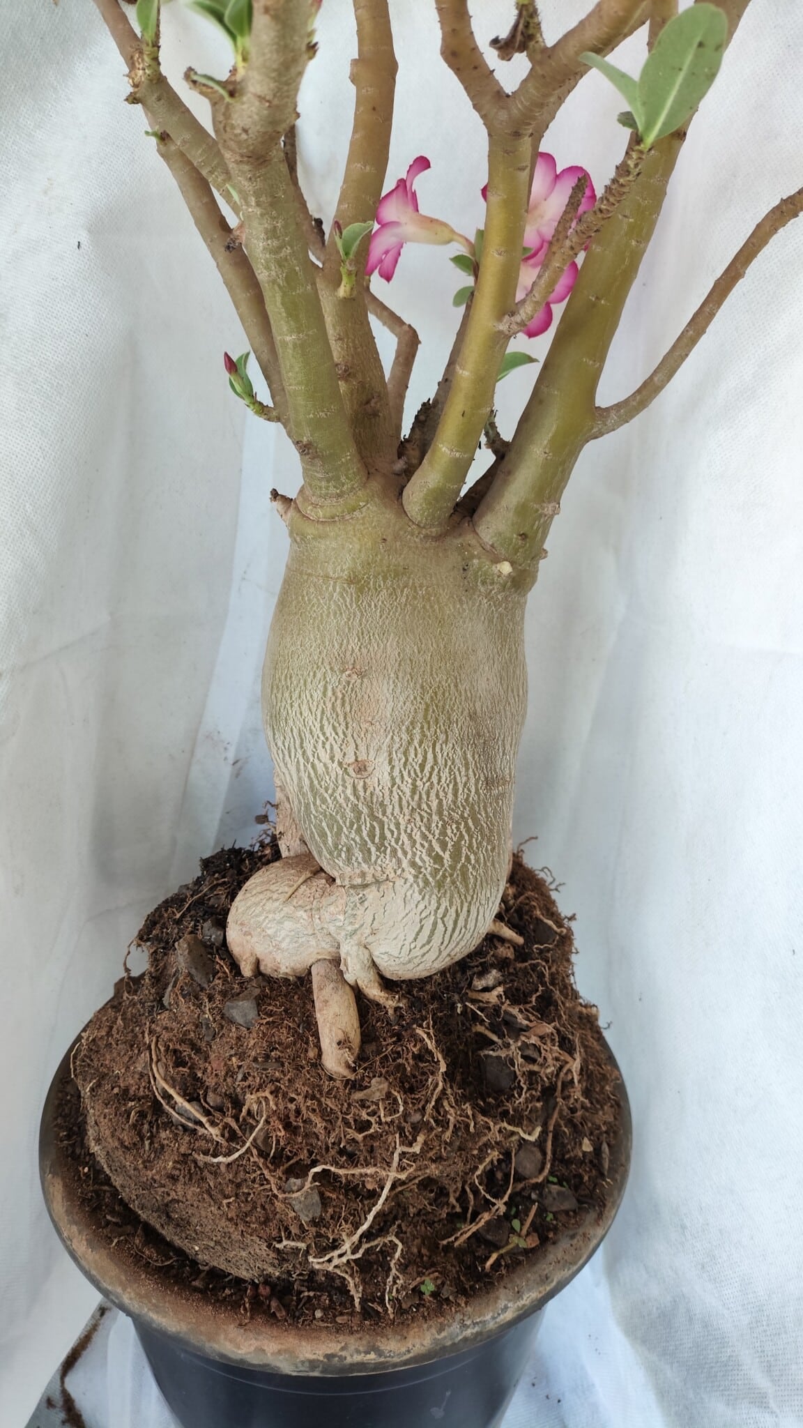 Planta ARABICUM 170 – 70cm – 06 anos
