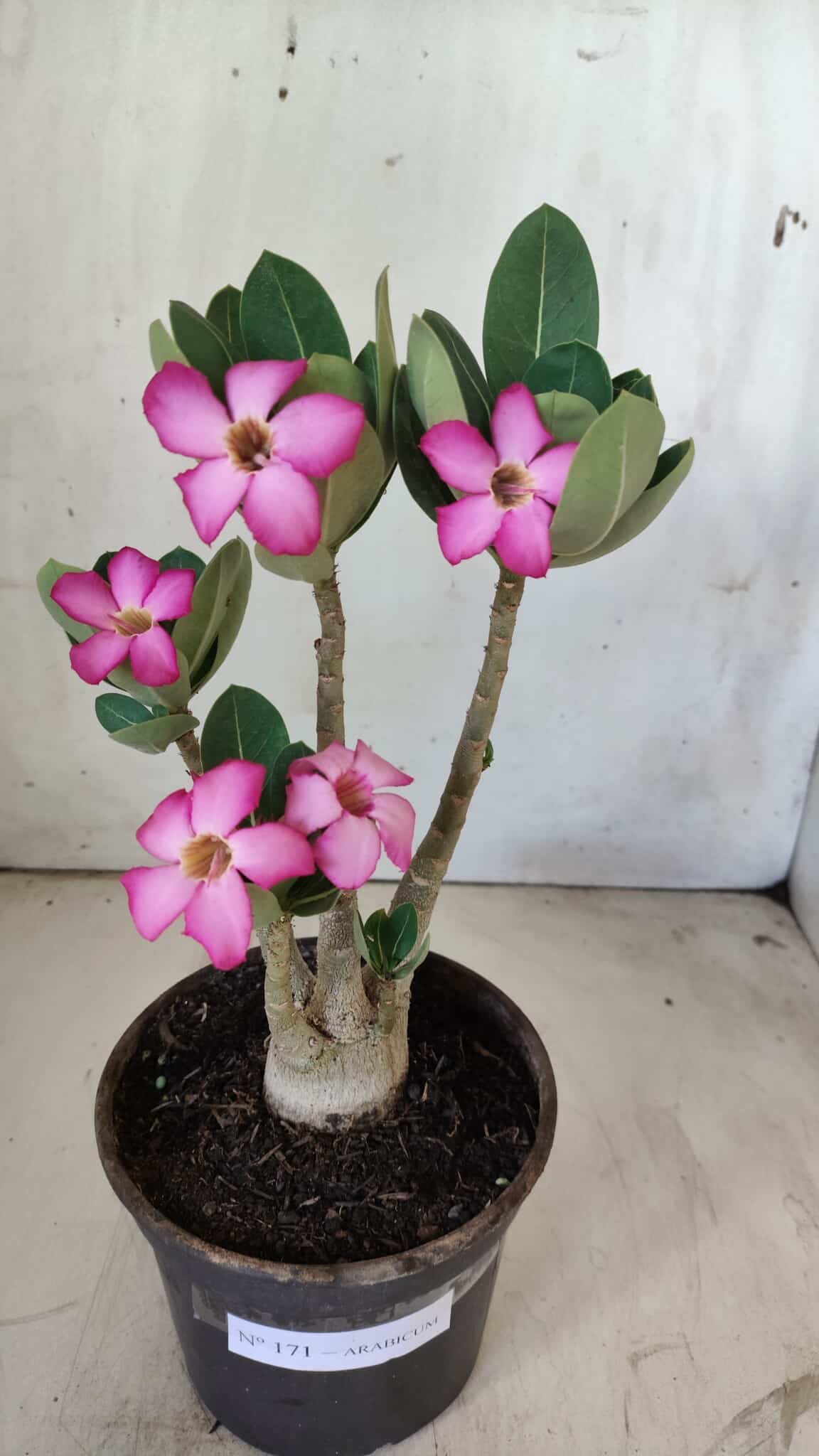 Planta ARABICUM 171 – 30cm – 02 anos