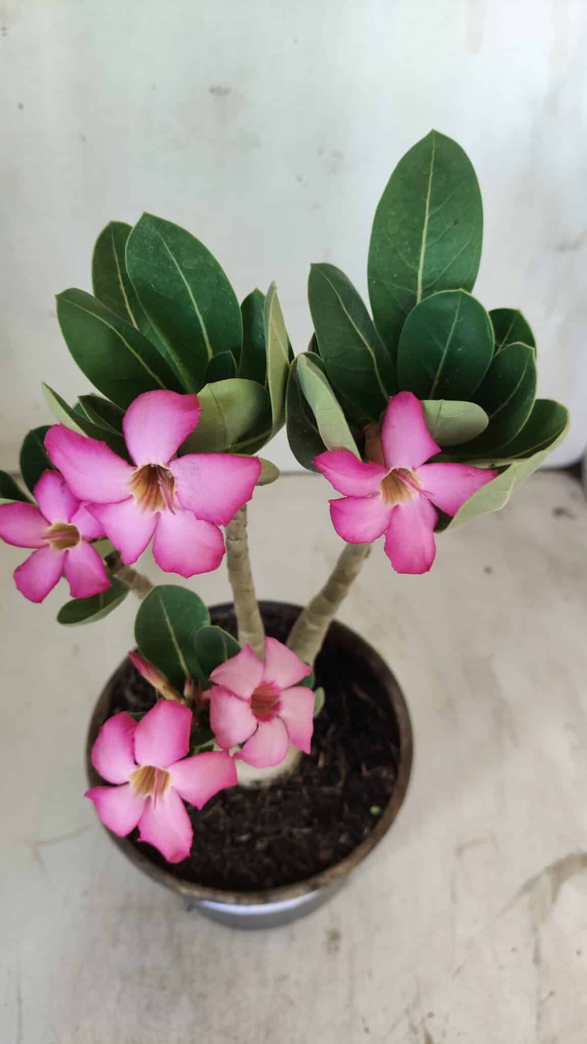 Planta ARABICUM 171 – 30cm – 02 anos