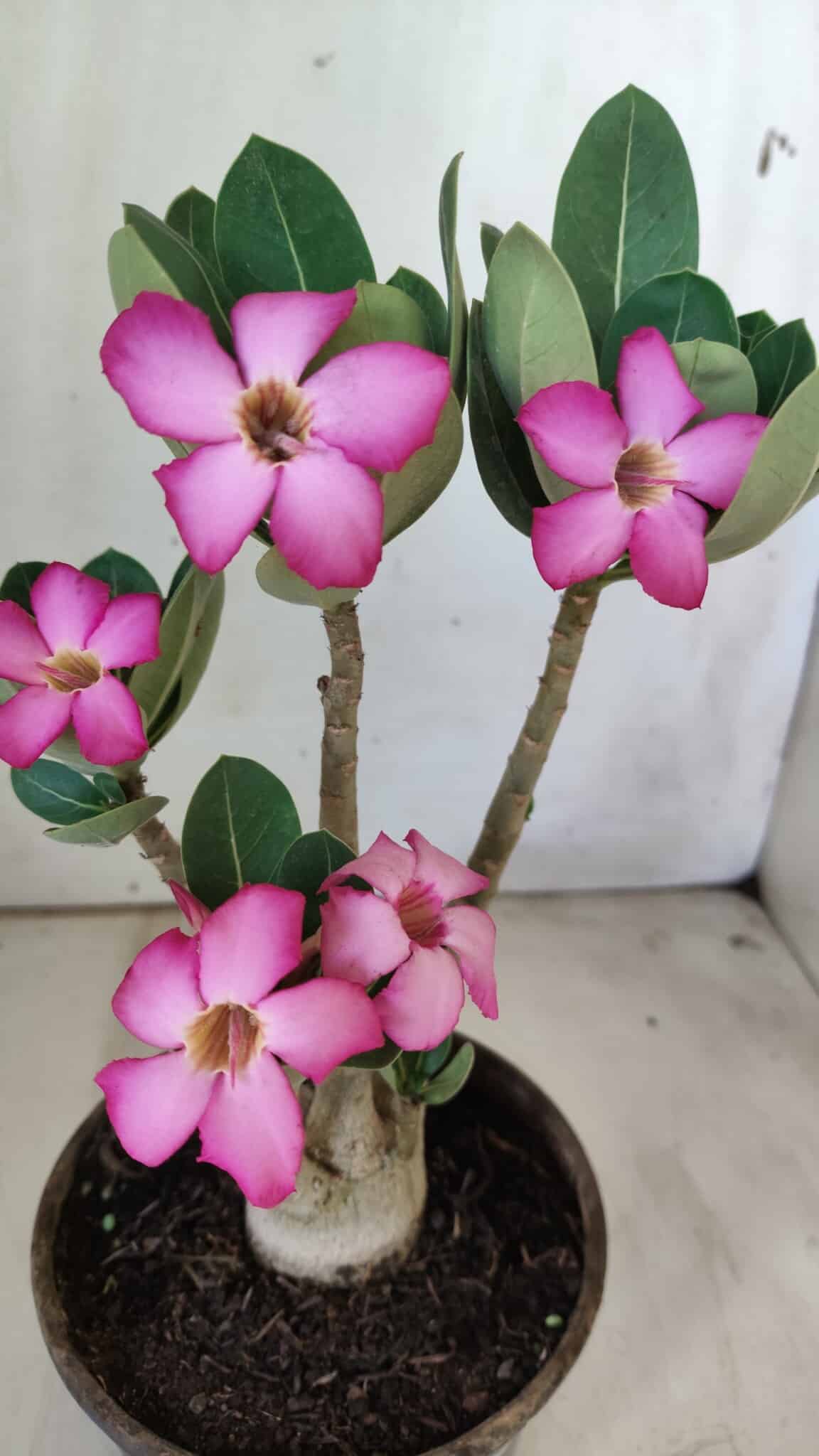 Planta ARABICUM 171 – 30cm – 02 anos