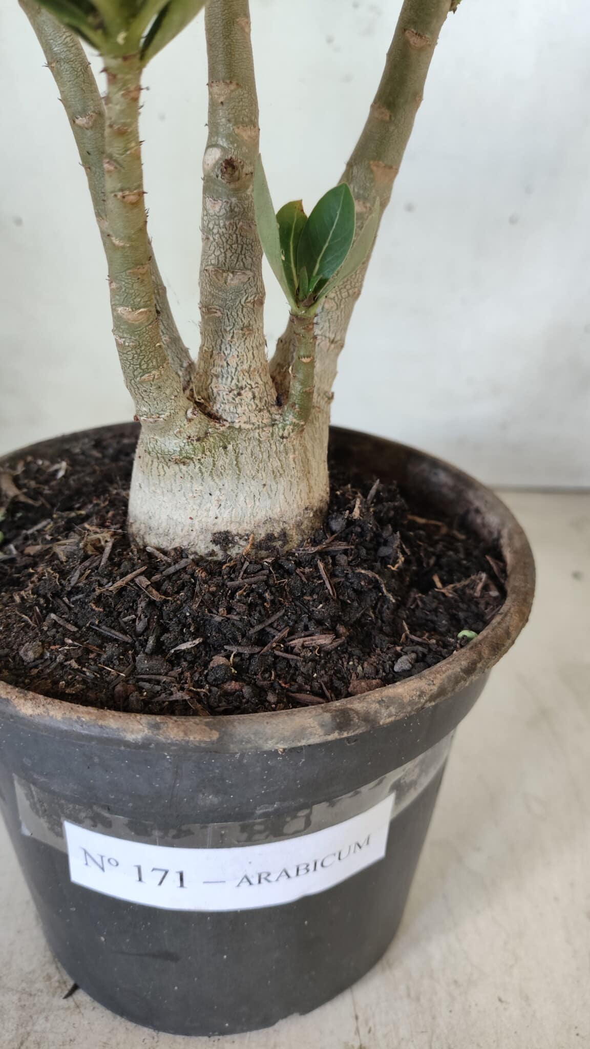 Planta ARABICUM 171 – 30cm – 02 anos