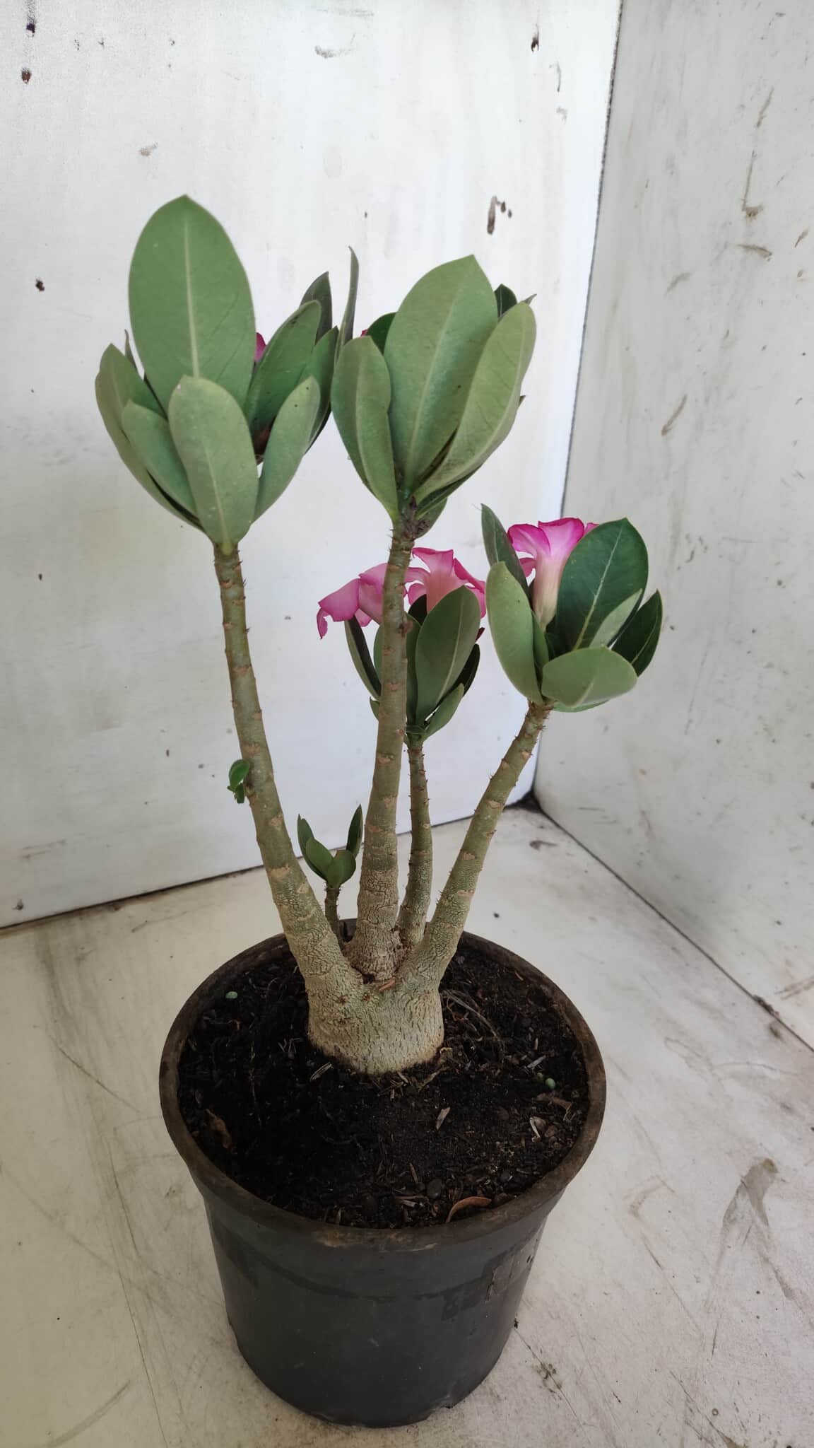 Planta ARABICUM 171 – 30cm – 02 anos