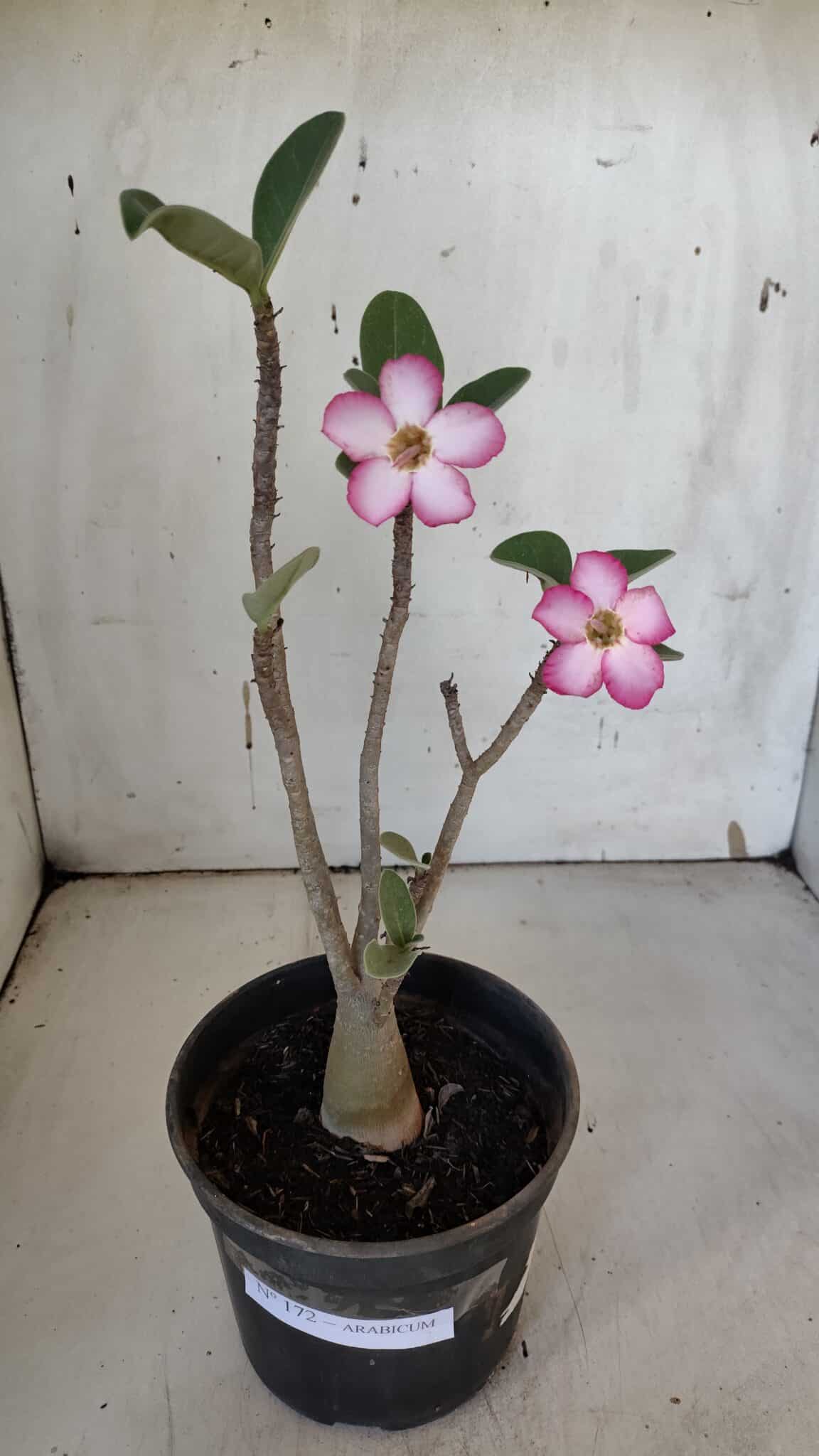 Planta ARABICUM 172 – 30cm – 02 anos