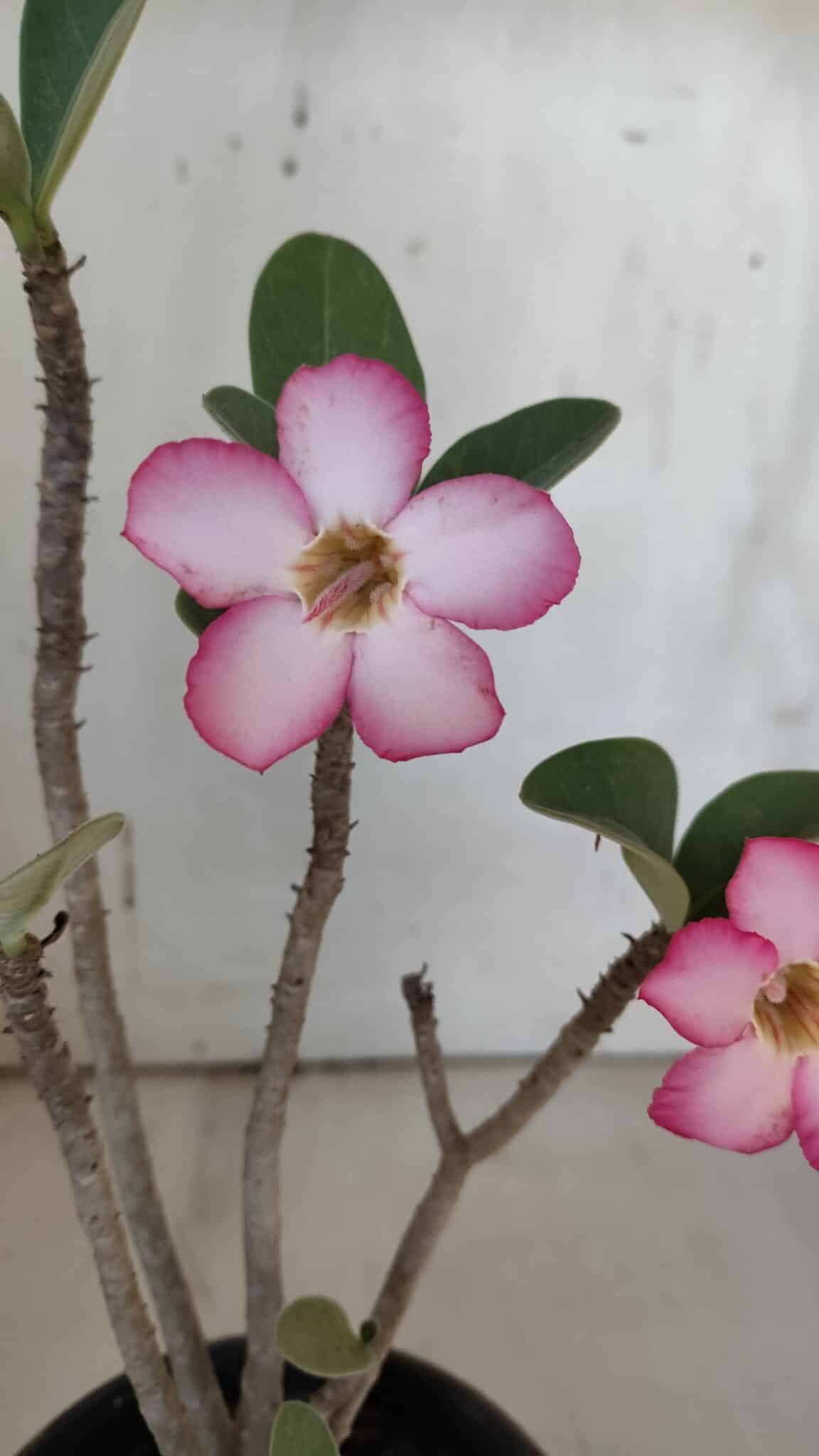 Planta ARABICUM 172 – 30cm – 02 anos