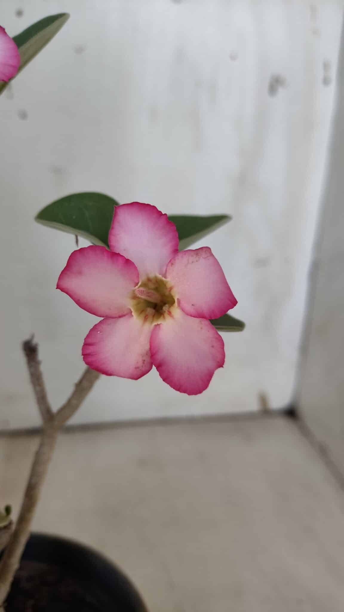 Planta ARABICUM 172 – 30cm – 02 anos