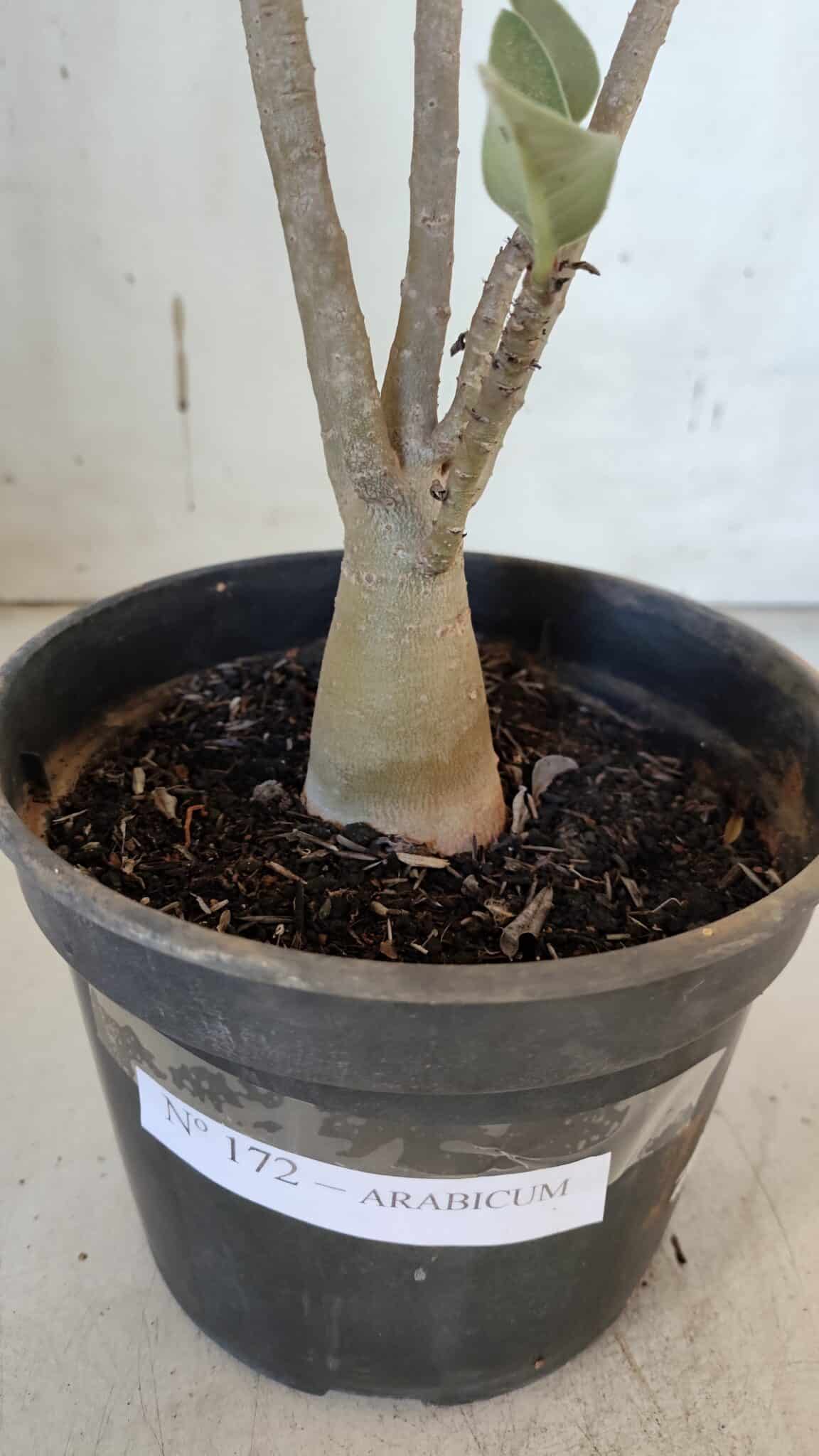 Planta ARABICUM 172 – 30cm – 02 anos