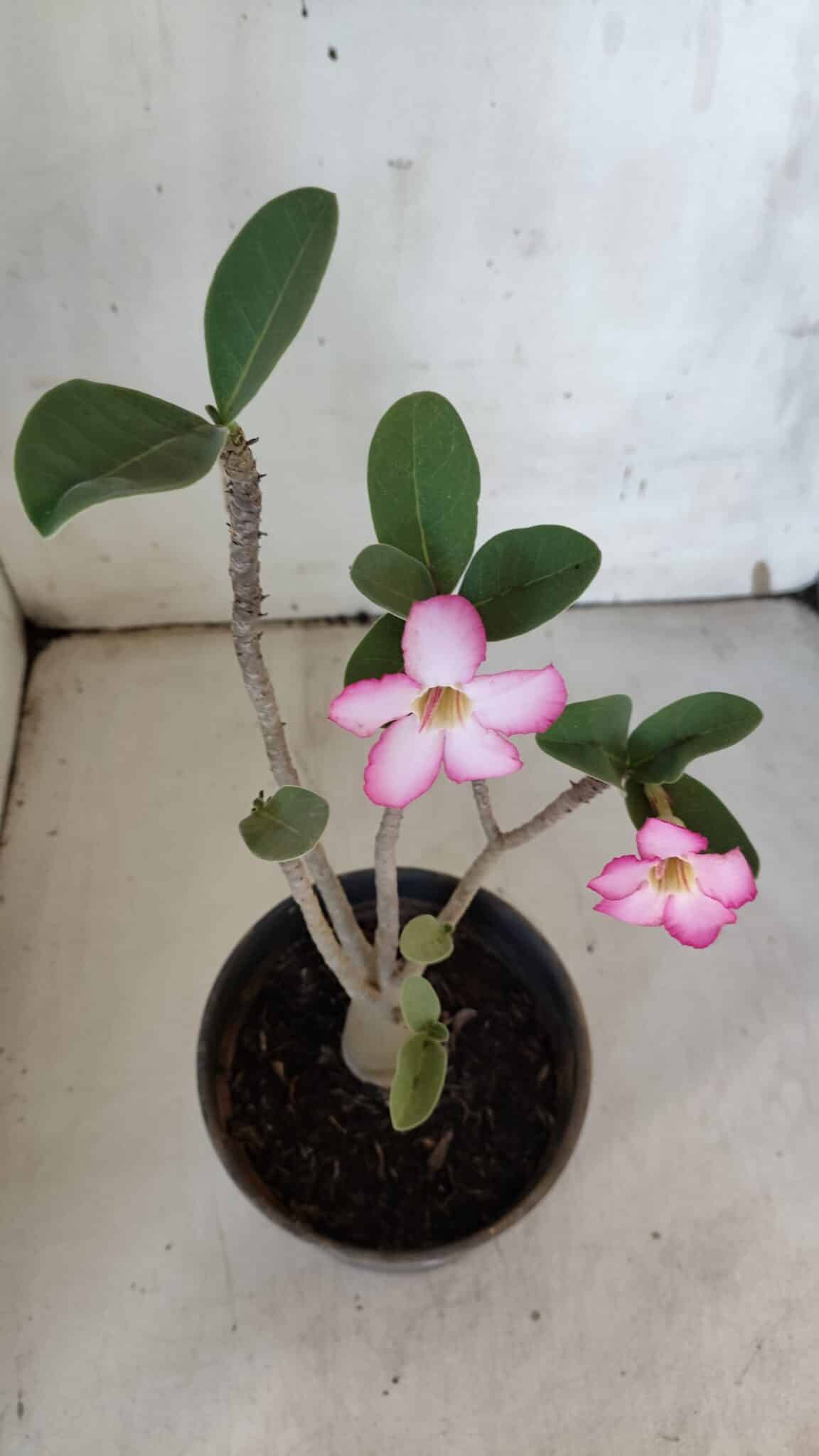 Planta ARABICUM 172 – 30cm – 02 anos