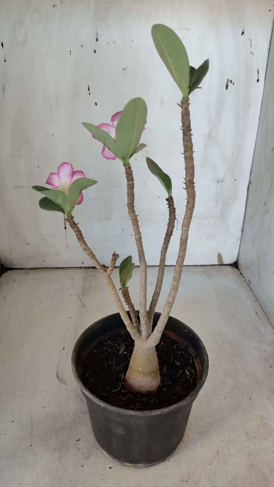 Planta ARABICUM 172 – 30cm – 02 anos