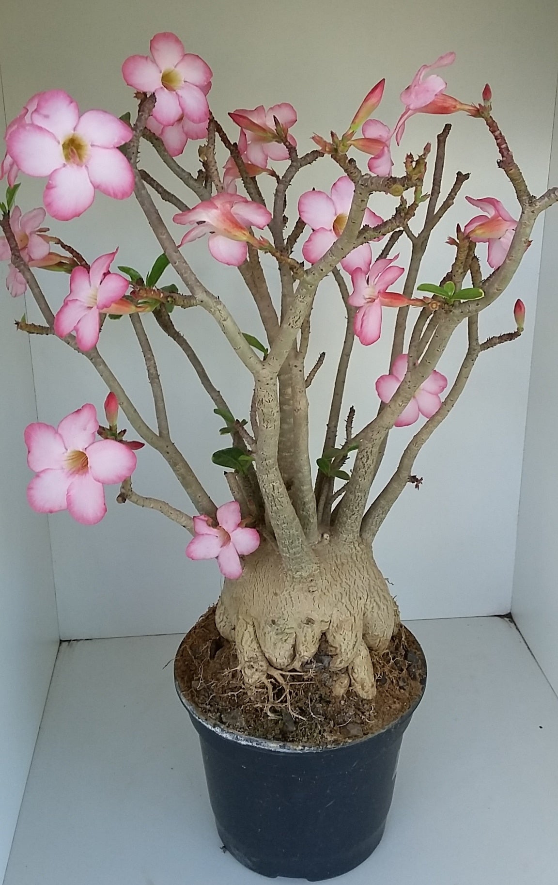 Sementes de Arabicum - foto 2