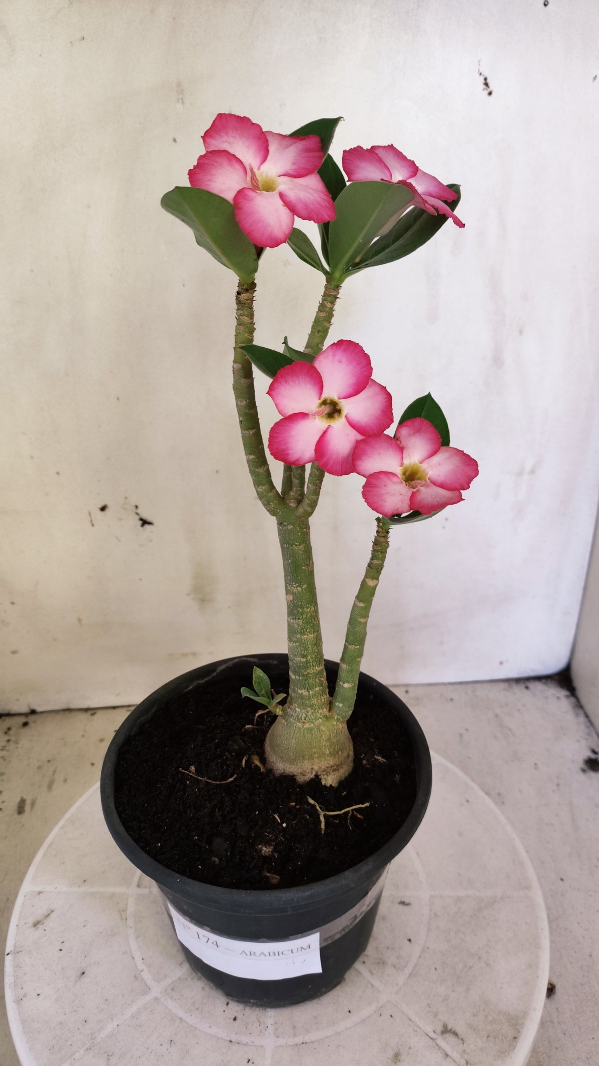 Planta ARABICUM 174 – 30cm – 03 anos