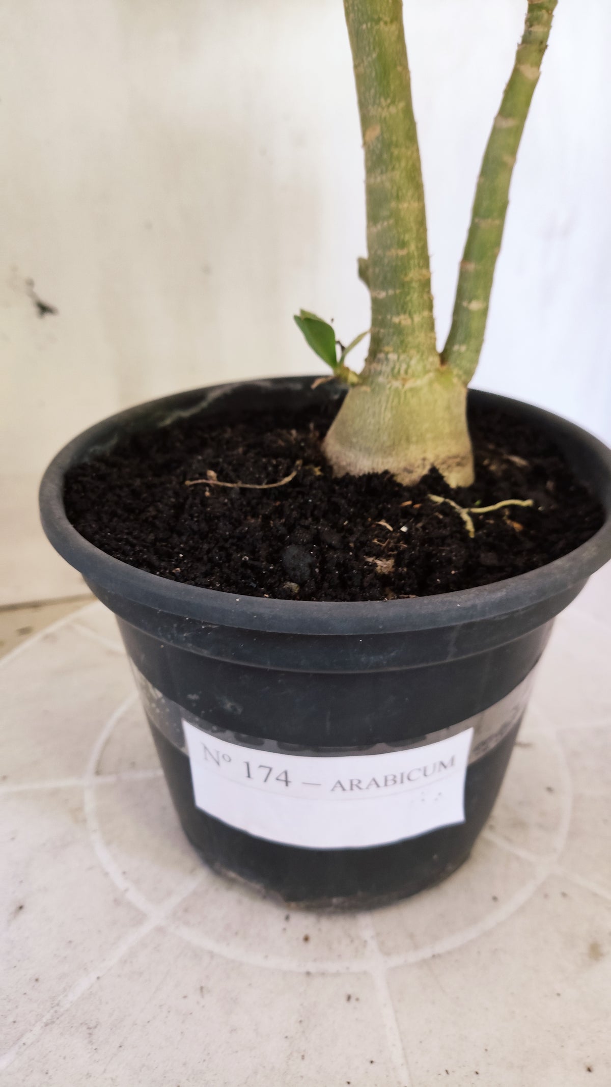 Planta ARABICUM 174 – 30cm – 03 anos