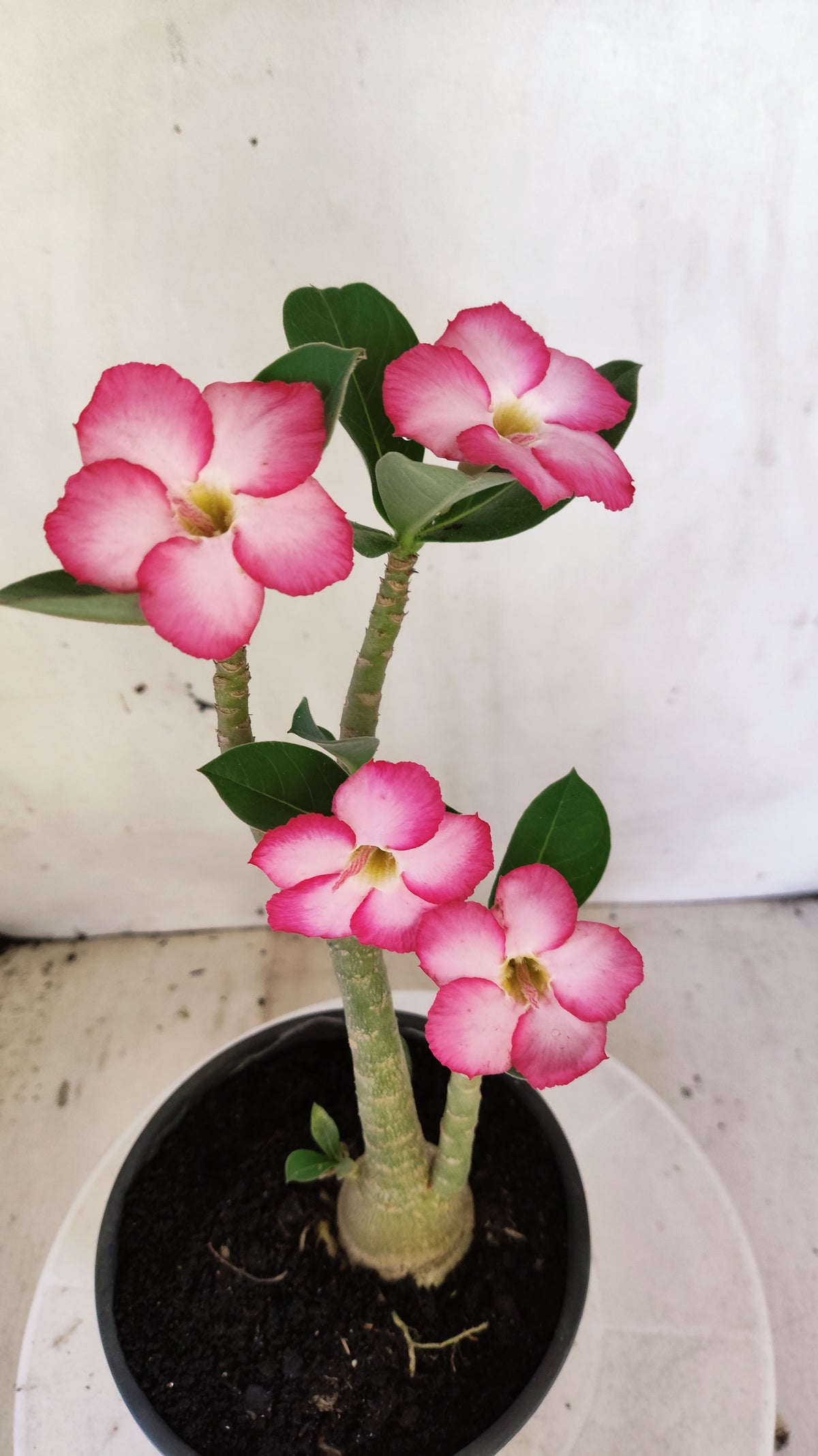 Planta ARABICUM 174 – 30cm – 03 anos