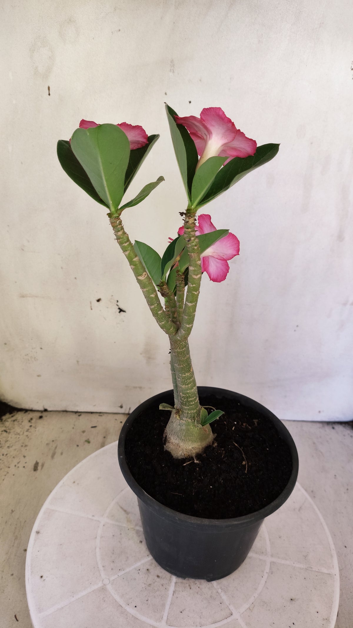 Planta ARABICUM 174 – 30cm – 03 anos