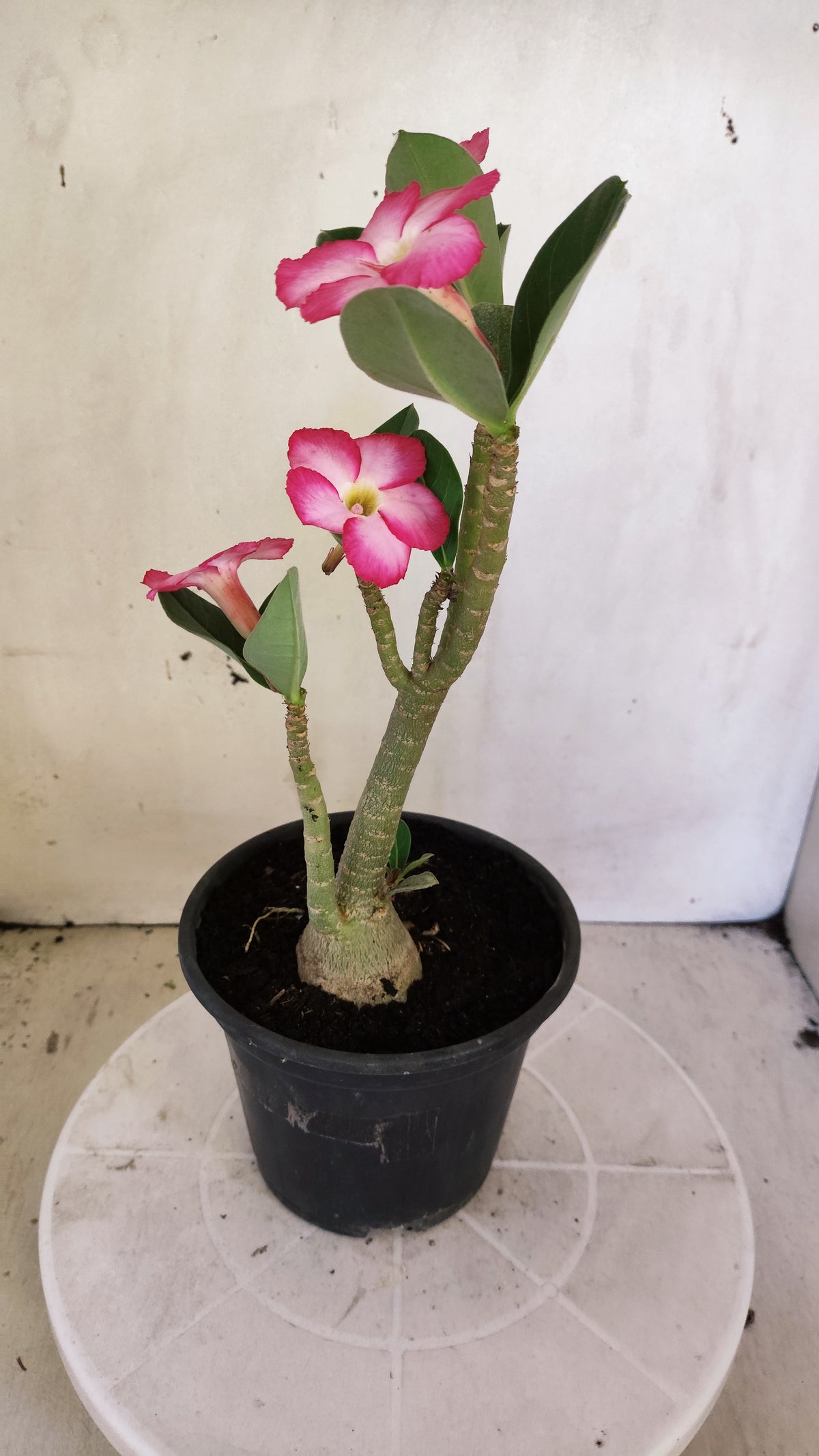 Planta ARABICUM 174 – 30cm – 03 anos