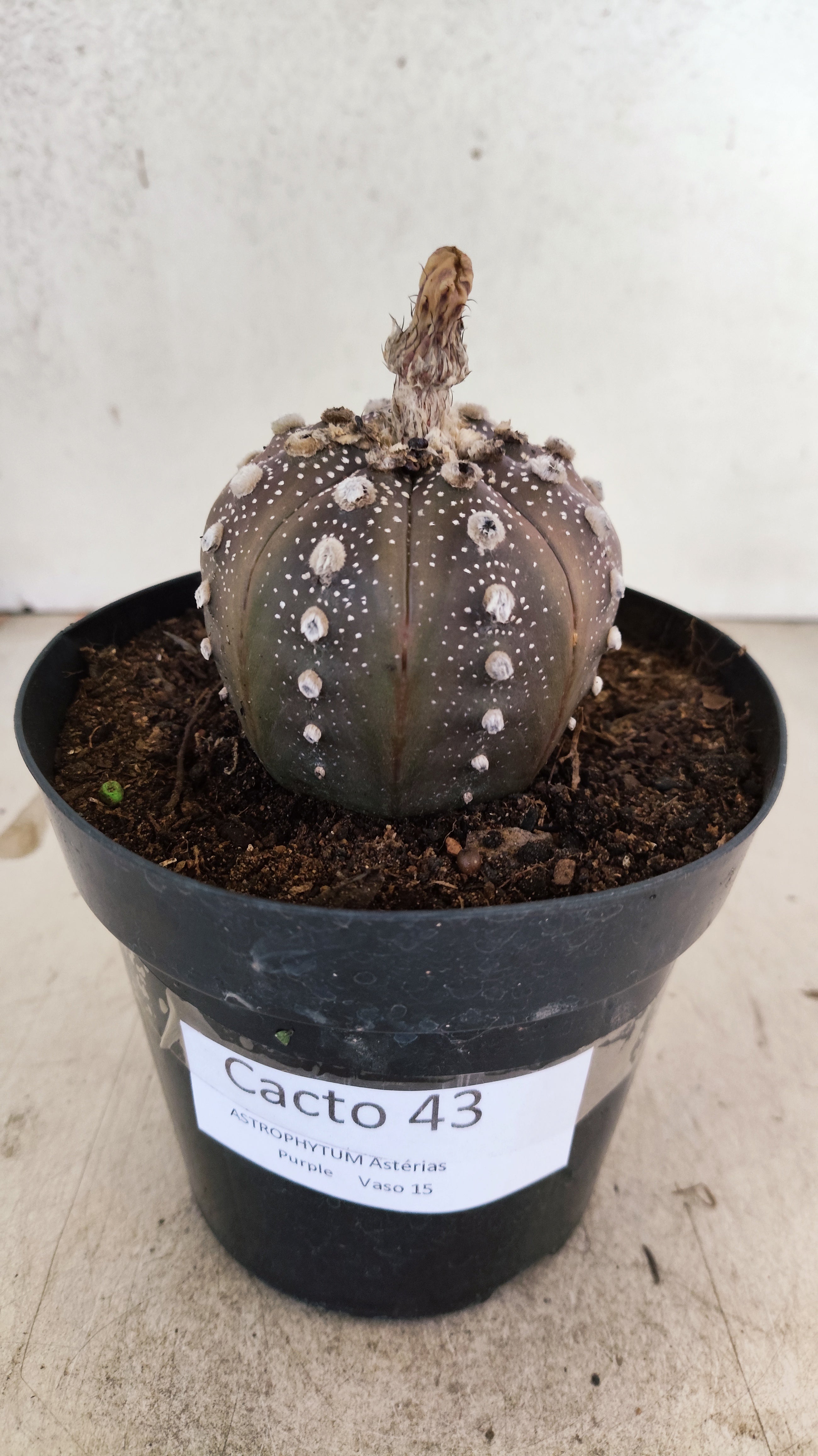 MATRIZ ASTROPHYTUM ASTERIAS “Purple”  Nº 43 – vaso 15